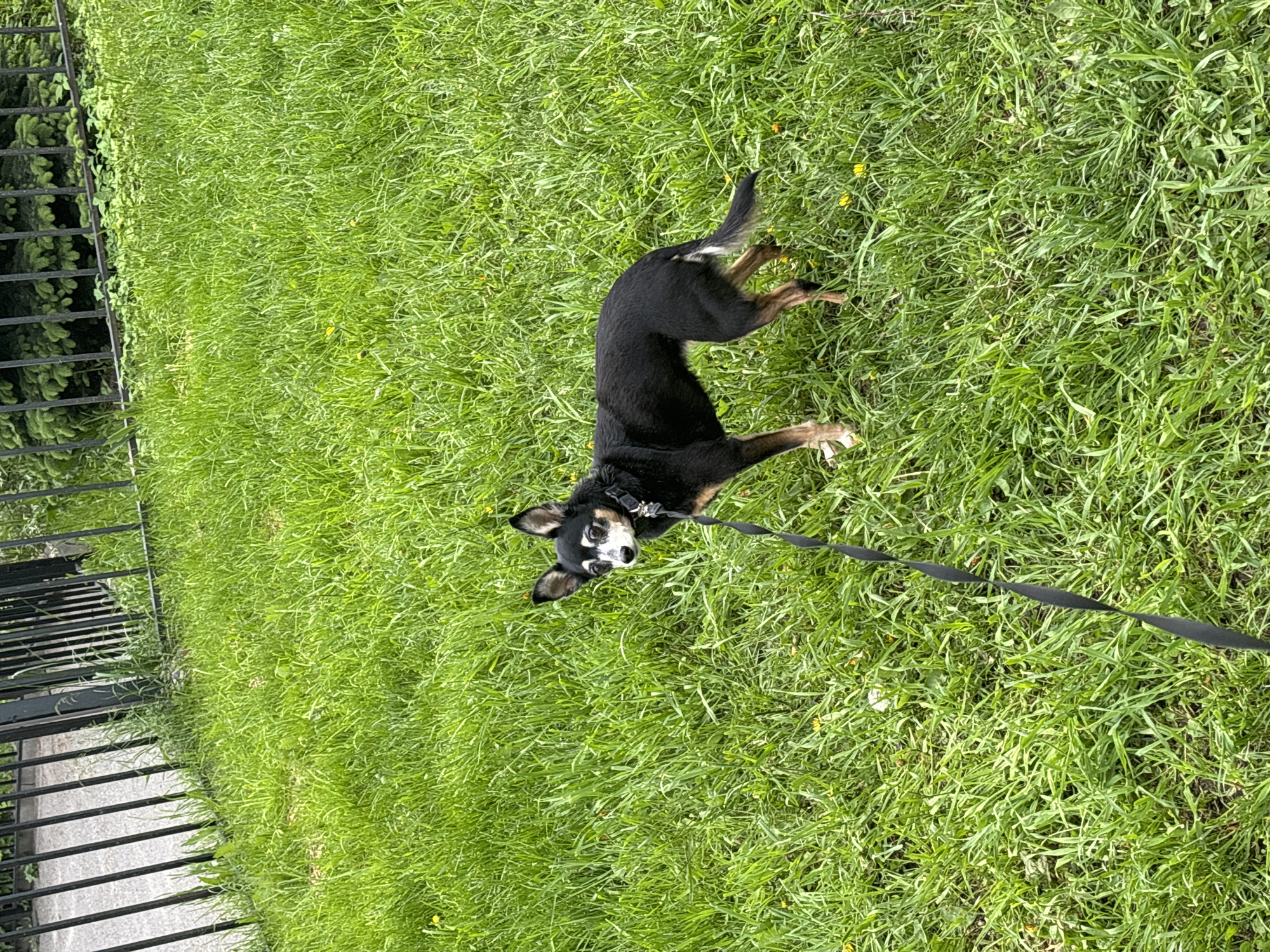 A black and tan dog is lying on green grass in an area with a black metal fence to the left. The dog is attached to a black leash that extends out of the frame. The location is Unknown, Unknown.