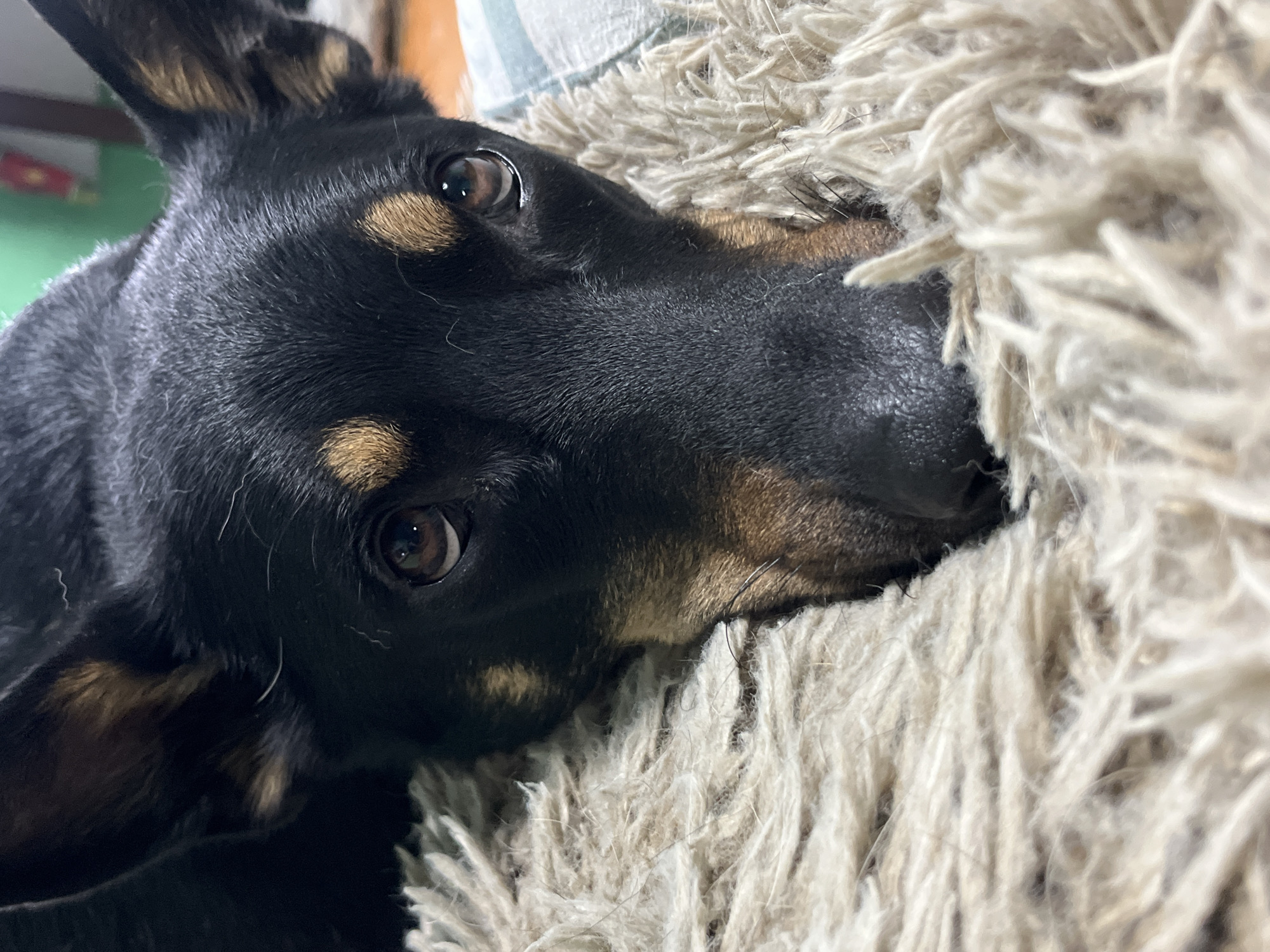 The image is a close-up, eye-level, portrait-style photograph of a black and tan dog. The dog's head is lowered, and it is resting on a fluffy, beige-colored rug or blanket. The dog has large, upright ears with tan markings on the inside and on the eyebrows. Its eyes are a deep brown and appear to be looking directly at the camera. The background is blurred and out of focus, with hints of green and a striped fabric visible. There are no discernible elements to indicate the location in Nizhny Tagil, Russia.