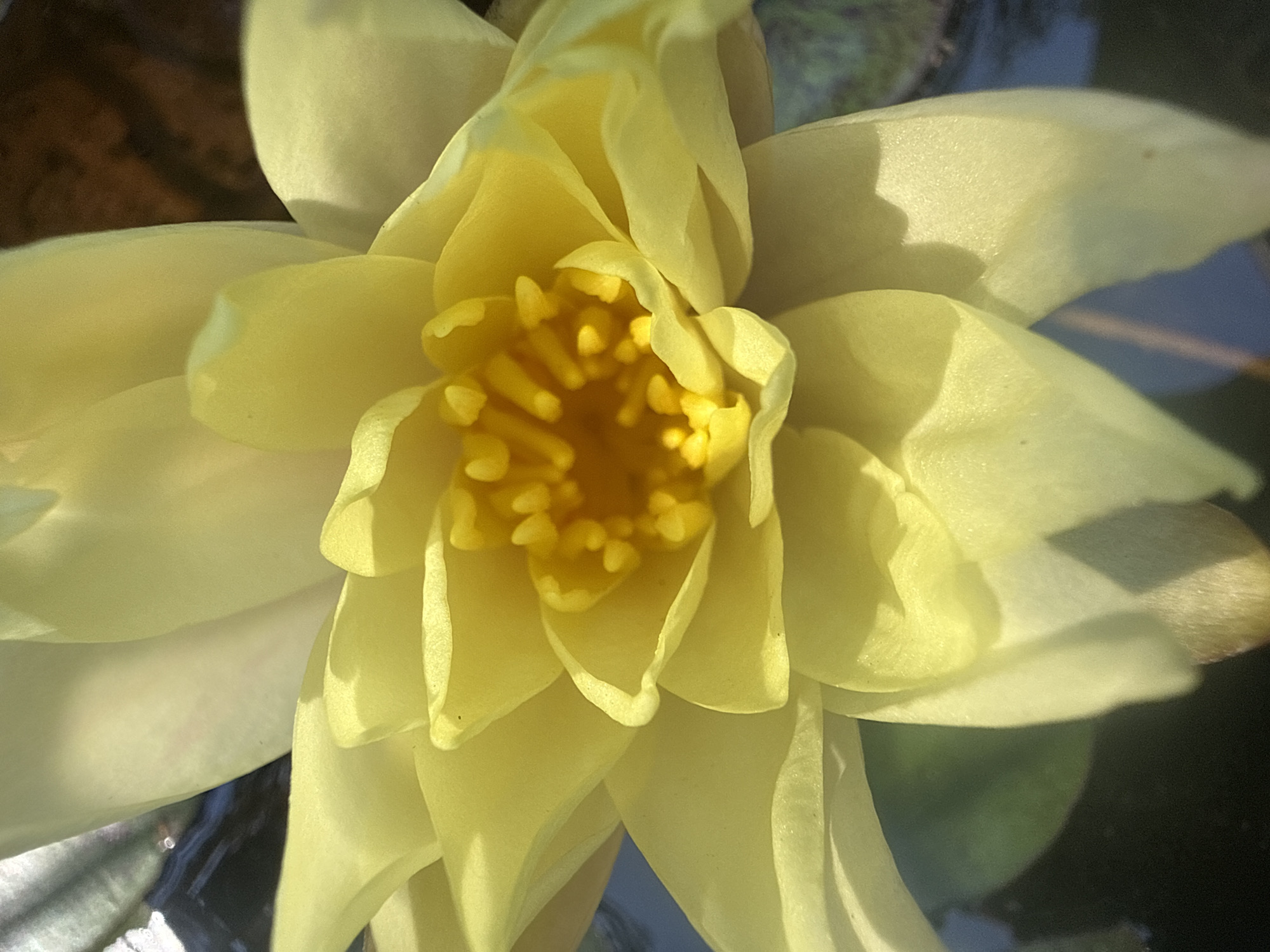 A close-up, overhead shot captures a vibrant yellow water lily in full bloom, its petals unfurling to reveal a cluster of stamens at its center. The flower is partially submerged in dark, still water, with hints of green lily pads visible beneath the surface. The sunlight casts a warm glow on the petals, highlighting their delicate texture and the subtle variations in their yellow hue. The background is a blur of dark water and green foliage, creating a sense of depth and serenity. The image was taken in Alsfeld, Germany.