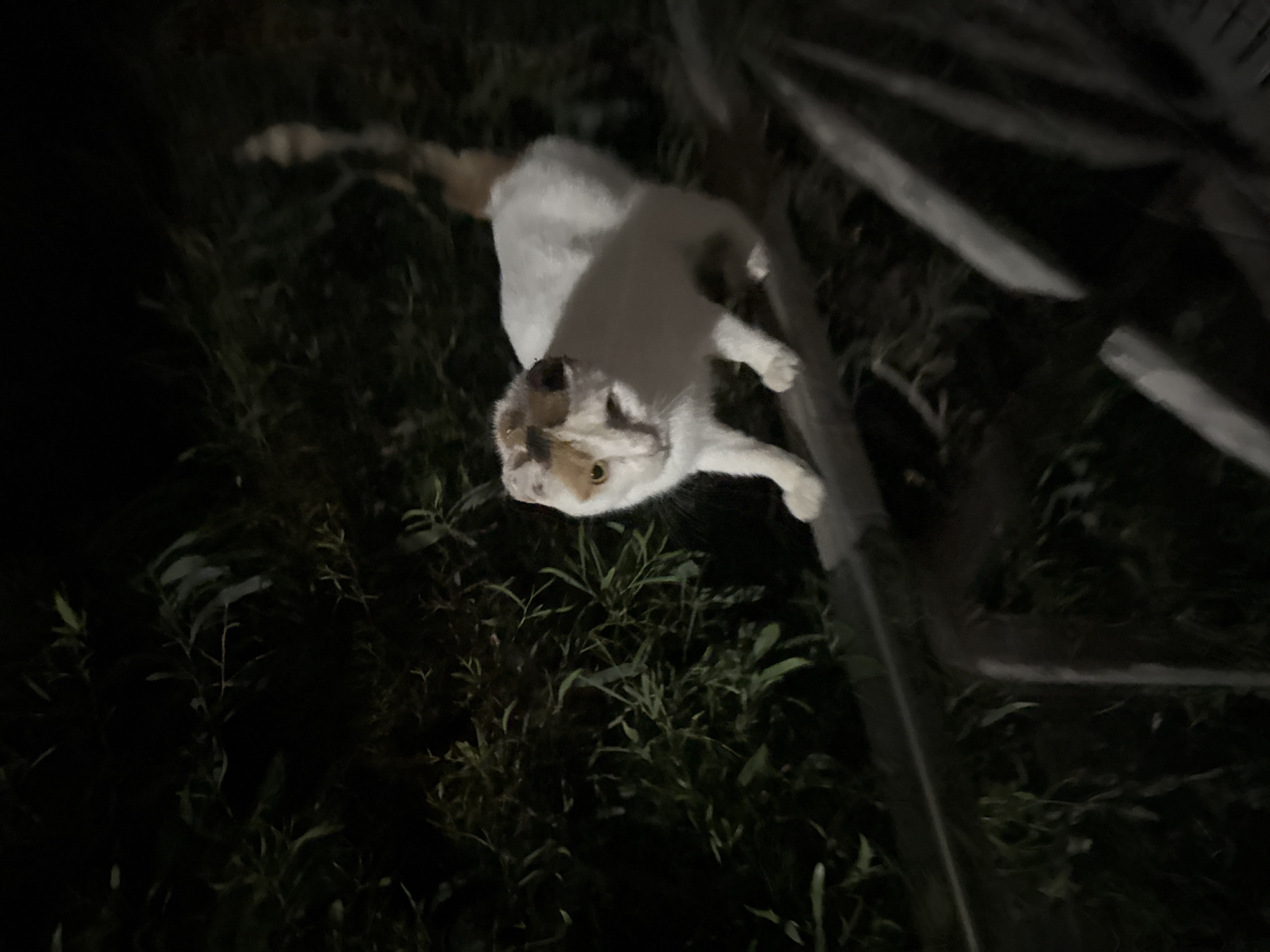 A calico cat with white, orange, and brown markings stands on a wooden railing in an outdoor setting at night, possibly in Agios Tychona Community, Cyprus. The cat is facing the viewer, with its left eye closed and its right eye open. It has patches of orange fur on its head and tail. The background is dark and features lush green foliage, suggesting a garden or natural environment. The railing appears weathered and the lighting is dim, indicating it was taken with low light.