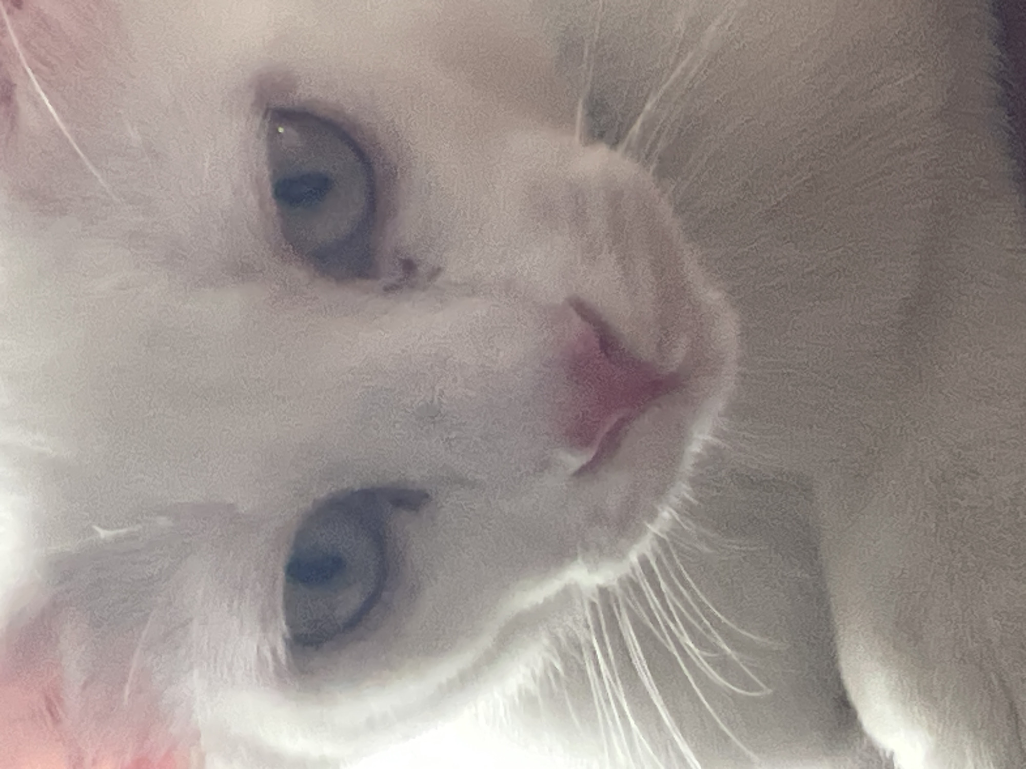 The image is a close-up, slightly blurry photograph of a white cat's face. The cat has light blue eyes and a pink nose. Its fur is predominantly white, with some subtle variations in shading. The lighting suggests an indoor setting. The photograph does not depict any elements related to the city of Denpasar, Indonesia.