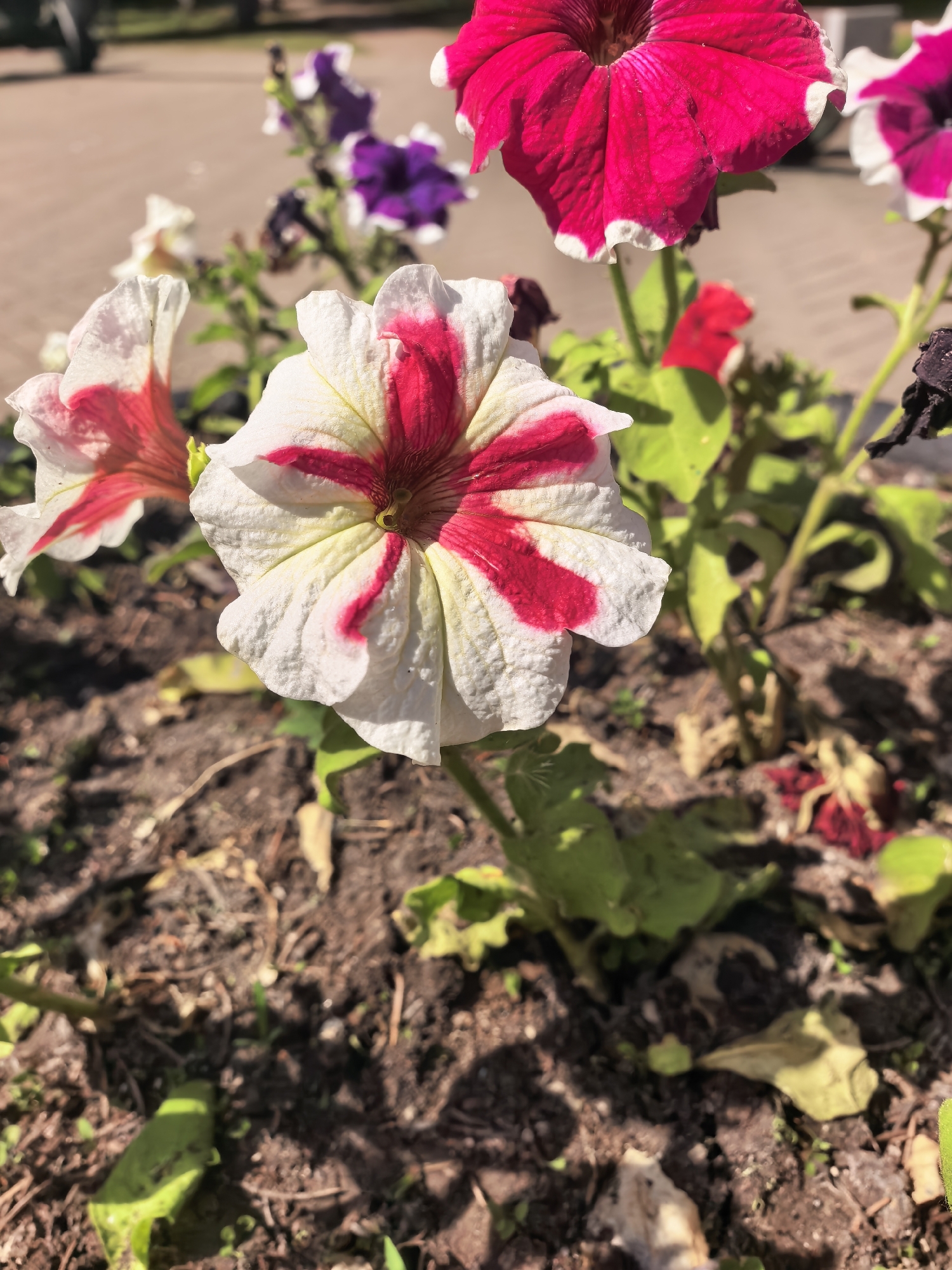 The image captures a close-up view of a flowerbed, likely located in a public space. The dominant subject is a white petunia with a striking red star pattern emanating from its center. Other petunias of varying colors, including purple and pink, are visible in the background, along with green foliage. The flowerbed itself consists of dark soil with some dead leaves. The light suggests it is daytime, and shadows are present. The location is assumed to be Sterlitamak, Russia.