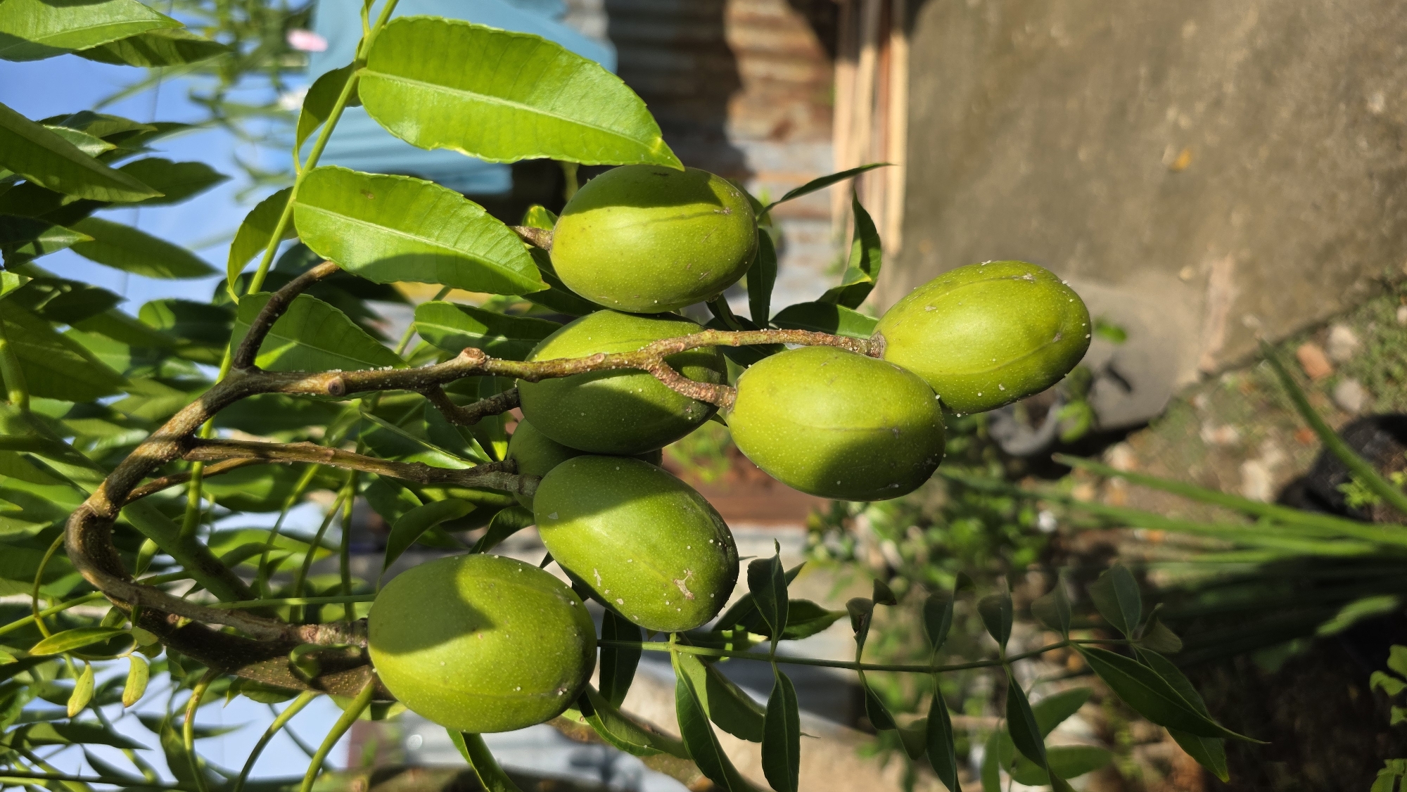 A close-up shot captures a cluster of green fruits hanging from a tree branch. The fruits are oblong, smooth, and appear to be still ripening. Small, pale spots are visible on the skin of some fruits. The branch is dark brown, and small, white spots can be observed on its surface. Lush green leaves sprout around the fruits and branch, with a glimpse of blue sky and a pink object visible in the background. The background also reveals a light brown wall, a concrete ground with some sparse greenery, and a cluster of tall grass-like plants. The scene appears to be located in a garden or yard, with the fruits as the focal point. There are no people in the shot, but the image gives a clear view of the plant and its fruit. The location appears to be Lhokseumawe, Indonesia.