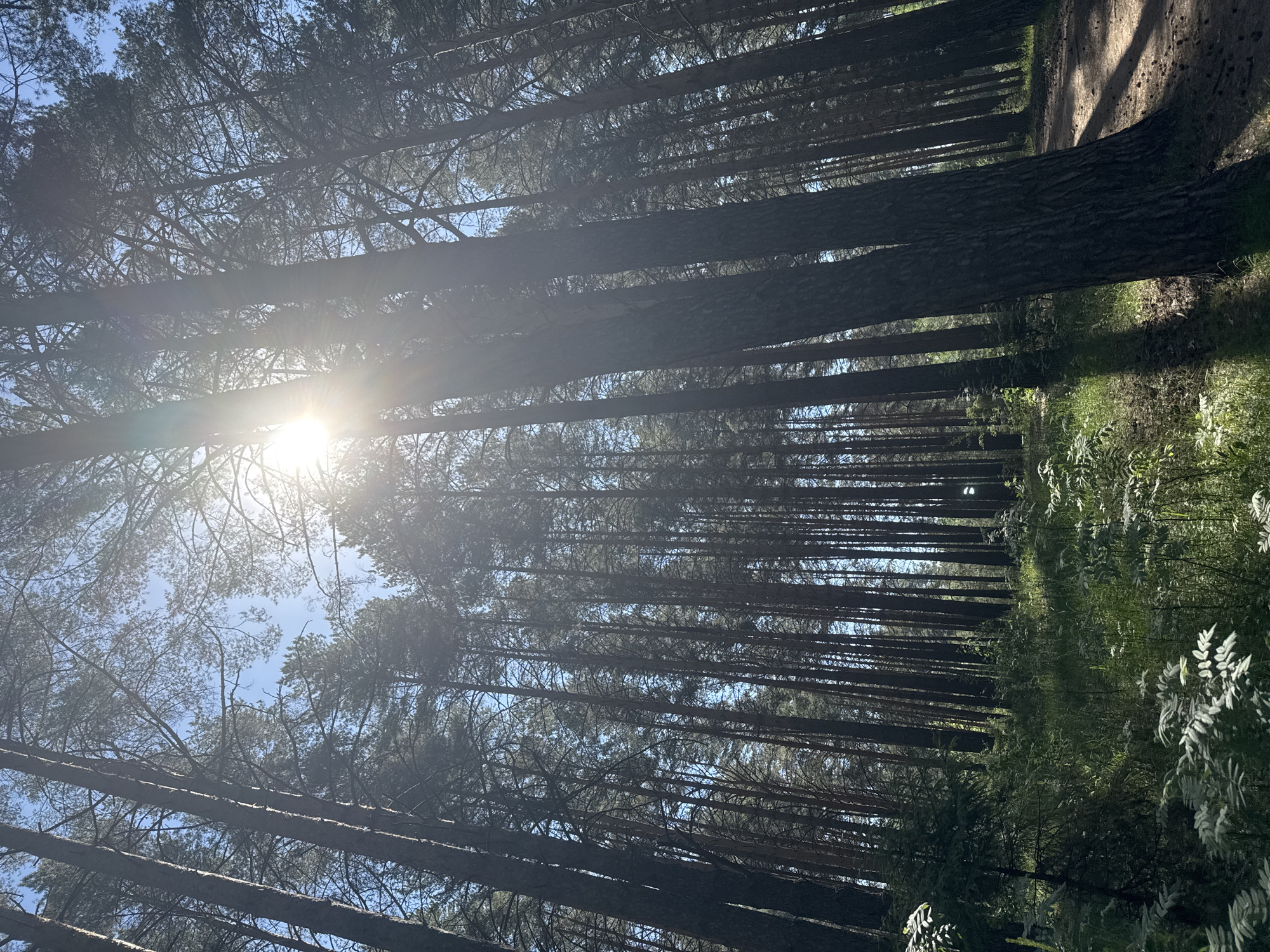 The image depicts a sunlit forest in Chaikovsky, Russia. The view is directed upwards, looking through tall, thin trees towards the sky. Sunlight shines brightly through the trees, creating a glare and highlighting the branches and trunks. A patch of green vegetation is visible on the forest floor to the right side of the image.