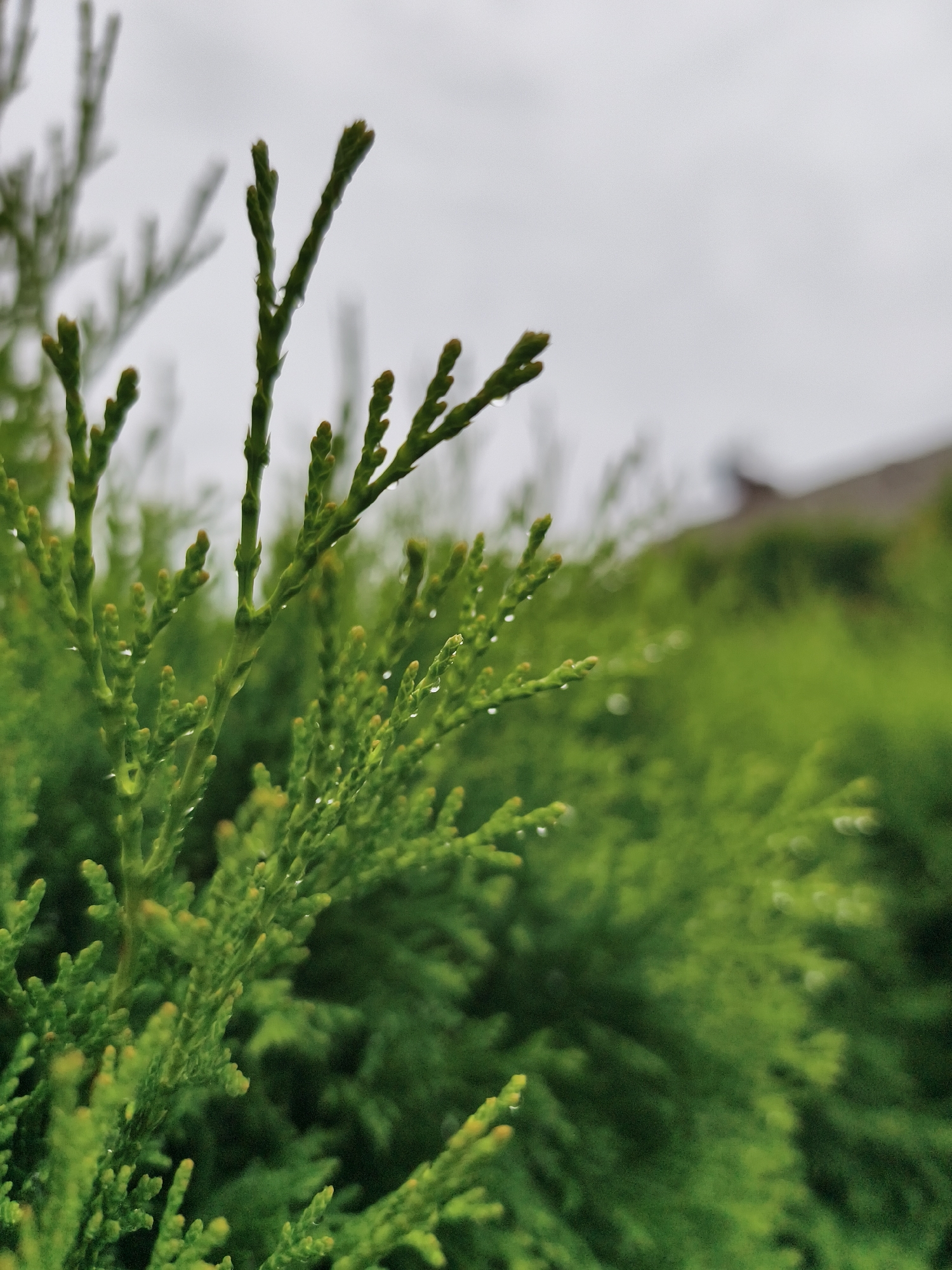 The image is a close-up, low-angle shot of green foliage, likely from a conifer tree such as a cypress or cedar. The foliage is wet, with visible water droplets clinging to the leaves and stems. The branches are an emerald green, with some tips appearing lighter green or yellowish. The background is out of focus, showing more green foliage and a blurred hint of a building or structure with a brown roofline. The sky is overcast and appears grey. The scene depicts a natural element in an outdoor environment, possibly a garden or park in the city of Tczew, Poland, after or during rainfall. No people are present in the image.