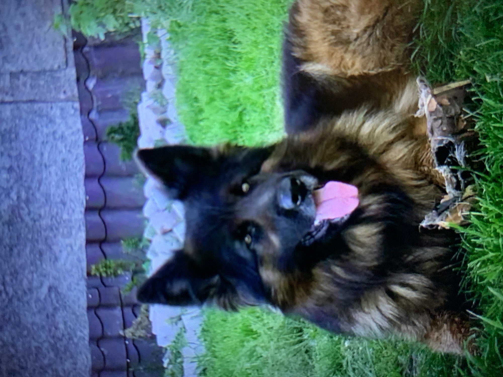 A long-haired German Shepherd lies on green grass, with its tongue hanging out. Behind the dog is a fence made of dark, wavy tiles, and beyond that, a blurry grey structure. The scene appears to be an outdoor yard, possibly in Lymanka, Ukraine, given the context. There is a small pile of wood or branches in front of the dog. The lighting suggests it might be late afternoon or early evening.
