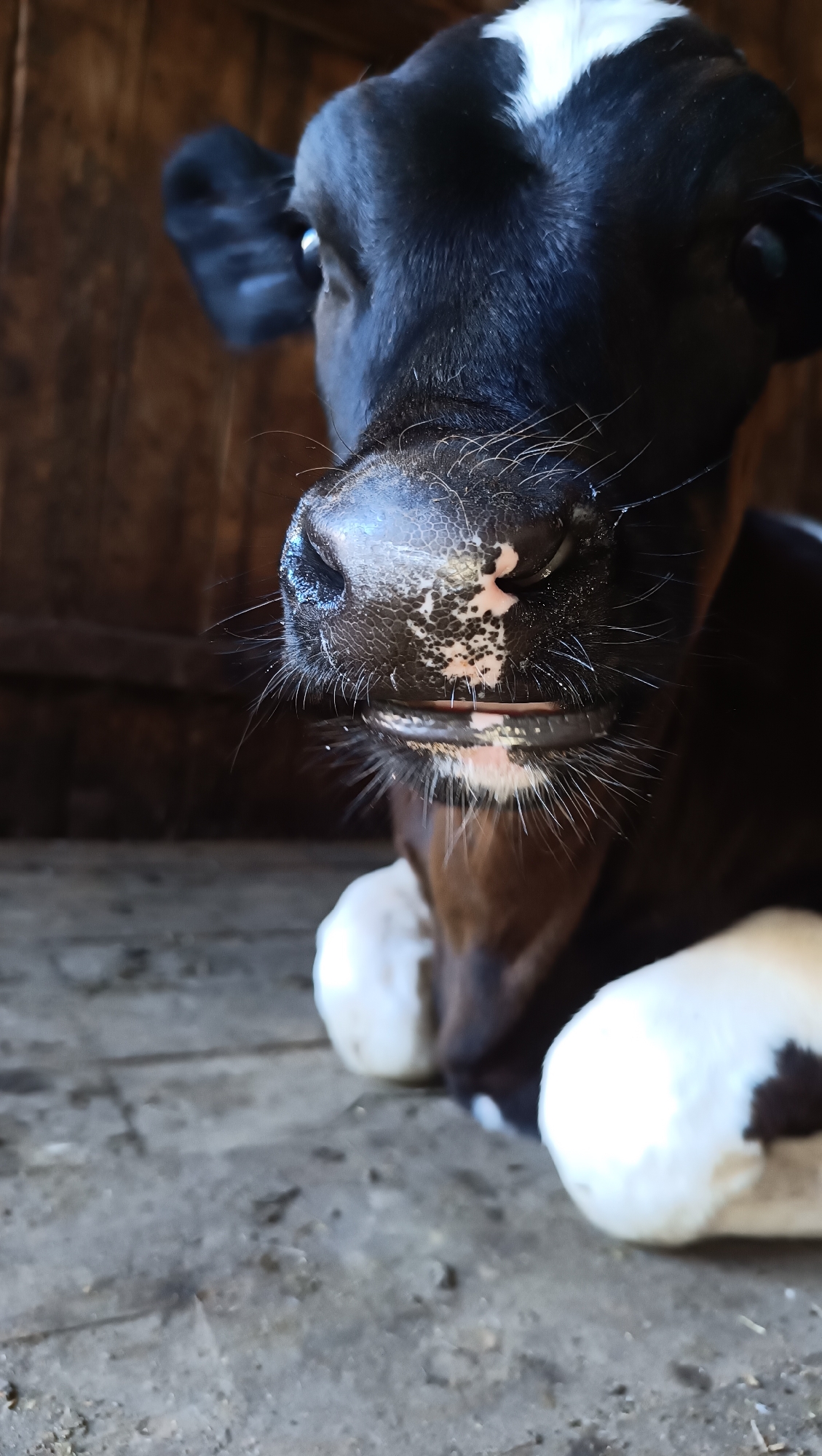 A close-up, low-angle shot captures the face and upper body of a black and white calf lying on a wooden floor. The calf's muzzle is the primary focus, with its dark, wet nose featuring a white, splotchy pattern. Long, coarse whiskers extend from its snout and upper lip, and its mouth is slightly open, revealing a pink tongue and lower lip. White patches are visible on the calf's forehead and legs, with the legs resting on the floor. The background consists of dark wooden planks, creating a rustic barn-like setting. The floor is made of rough, grey wooden planks with visible dirt and debris. The lighting is natural and somewhat dim, suggesting an indoor or shaded environment. The location is Unknown, Unknown.