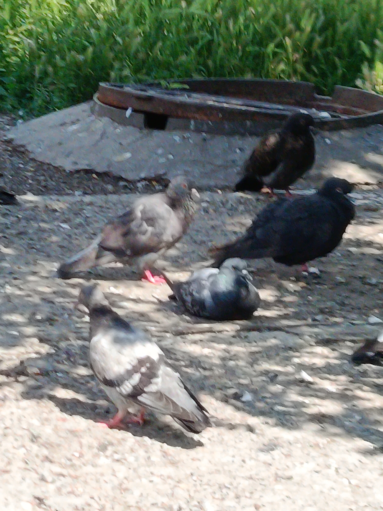 A group of pigeons are gathered on a patch of gravelly ground, near a concrete manhole cover. The pigeons are of varying colors, including gray, white, and black. One pigeon is in the foreground, looking towards the left, with its feathers patterned in gray and white. Behind it, another pigeon is facing left with its head down. Further back, two black pigeons are partially visible, one standing and the other appearing to be hunched down. A rust-colored metal rim surrounds the manhole cover, which is partially submerged in the ground. The background consists of green grass and foliage, suggesting an outdoor urban setting. The lighting indicates it is daytime, with shadows cast on the ground from the sunlight. The scene is consistent with a location in Kyiv, Ukraine, possibly in a park or a less-maintained public area.