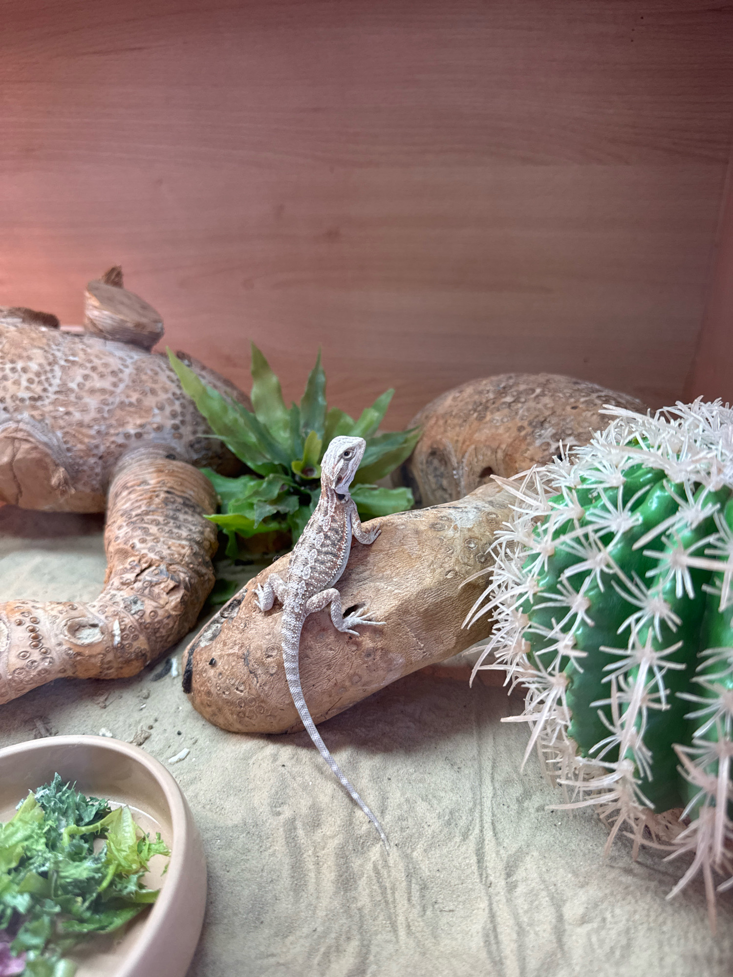 The image shows a baby bearded dragon perched on a piece of driftwood in a desert-themed enclosure. The enclosure contains sand substrate, a large decorative piece of driftwood or bark, a fake green cactus with white spines, and a small dish of leafy greens. The background is a smooth, light brown wooden surface. The bearded dragon is light in color with intricate grey and white patterns, and it is looking to the right. No specific location in Exeter, United Kingdom, can be identified from the image.