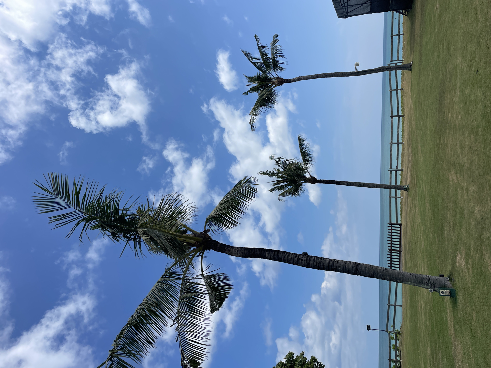 The image depicts a serene tropical or coastal landscape under a bright, clear blue sky dotted with scattered white clouds. The horizon is visible, where a calm, light blue ocean meets the sky. In the foreground and mid-ground, a vibrant green grassy area borders the ocean, separated by a rustic wooden fence that runs horizontally across the scene.
Several tall palm trees are prominent subjects. A large palm tree with lush green fronds stands in the left foreground, its trunk textured and dark. Another palm tree is positioned further to the right, also with a visible trunk and fronds. A smaller, more distant palm tree is located near the right edge of the frame.
Man-made elements include a dark, possibly fabric-covered structure or canopy visible in the upper right corner, partially obscured. Small light fixtures are attached to the trunks of some palm trees and along the wooden fence posts. A white box-like object, possibly an electrical unit, is situated at the base of the palm tree trunk in the mid-ground right.
The scene suggests a sunny daytime setting, likely mid-day, given the bright illumination. There is no specific activity taking place; it's a static view of a tranquil environment, possibly a resort or beachfront property. No visible text is present in the image.