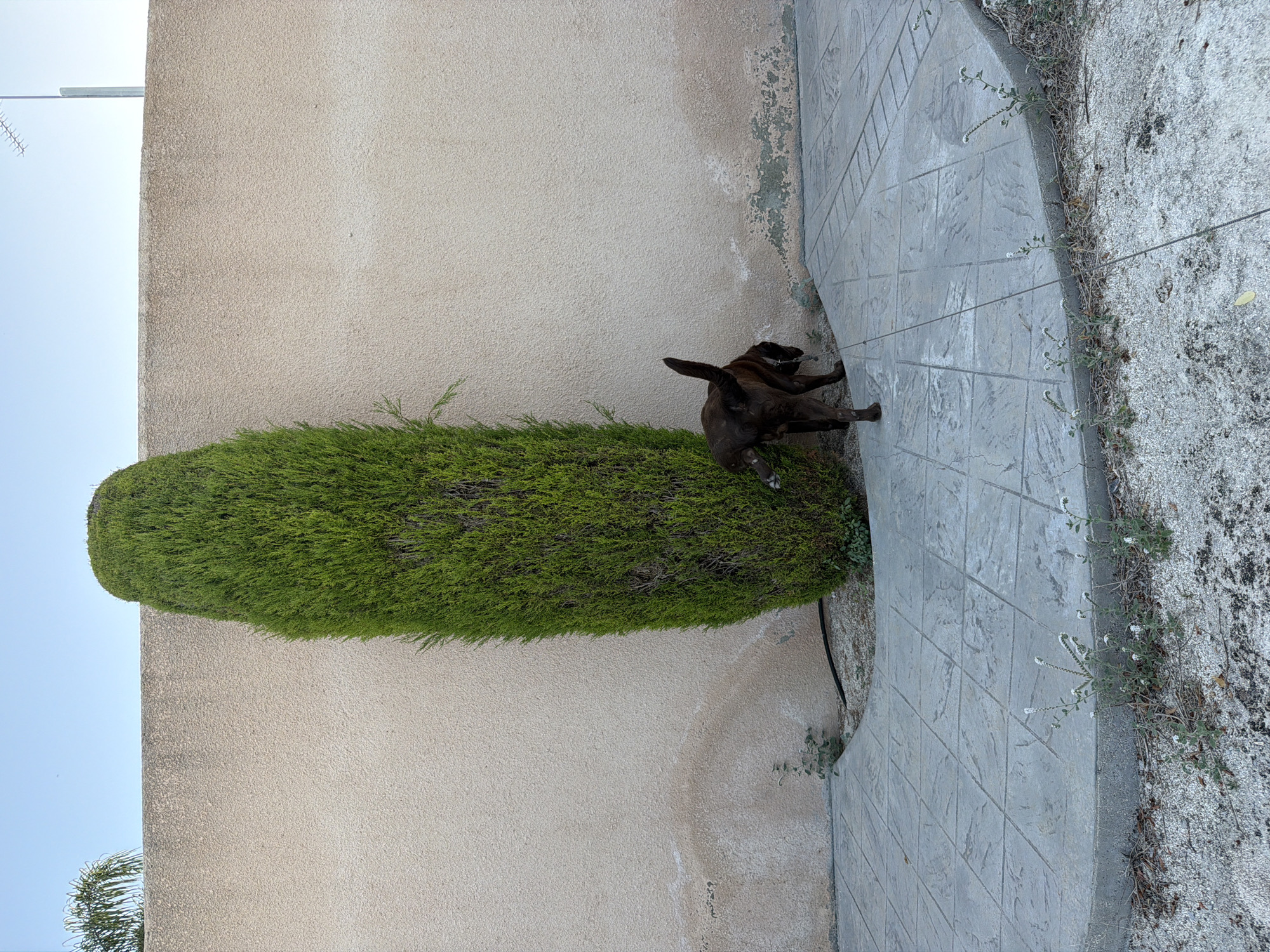 A dark brown dog is pictured from behind, standing on a patterned concrete pathway adjacent to a tall, narrow evergreen hedge. The hedge is positioned in front of a textured, light-colored wall. The sky is clear and blue. The scene appears to be an outdoor residential area in Tremithousa, Cyprus.