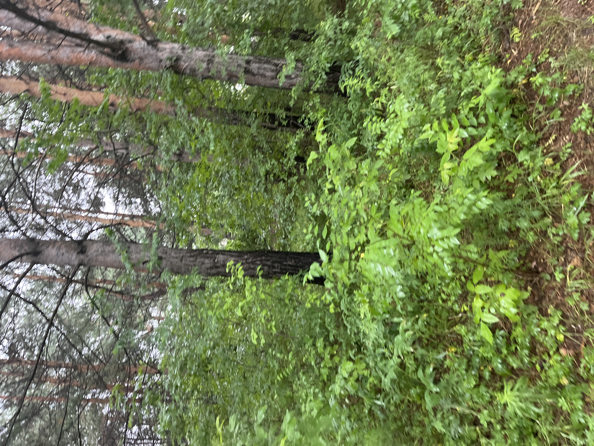 This is a medium shot, eye-level, horizontal, outdoor photograph of a dense forest undergrowth with several pine trees visible. The foliage is predominantly green and appears lush, suggesting a temperate or boreal climate. The ground is covered in leaf litter and some sparse grass. The lighting indicates it is daytime, with an overcast sky, as there are no strong shadows. The image is slightly blurry, particularly the background, creating a sense of depth and focus on the mid-ground foliage. There are no people or animals present in the image. The scene is characteristic of a natural forest area, potentially within or on the outskirts of Sosnovoborsk, Russia, given the prevalence of pine forests in the region.
