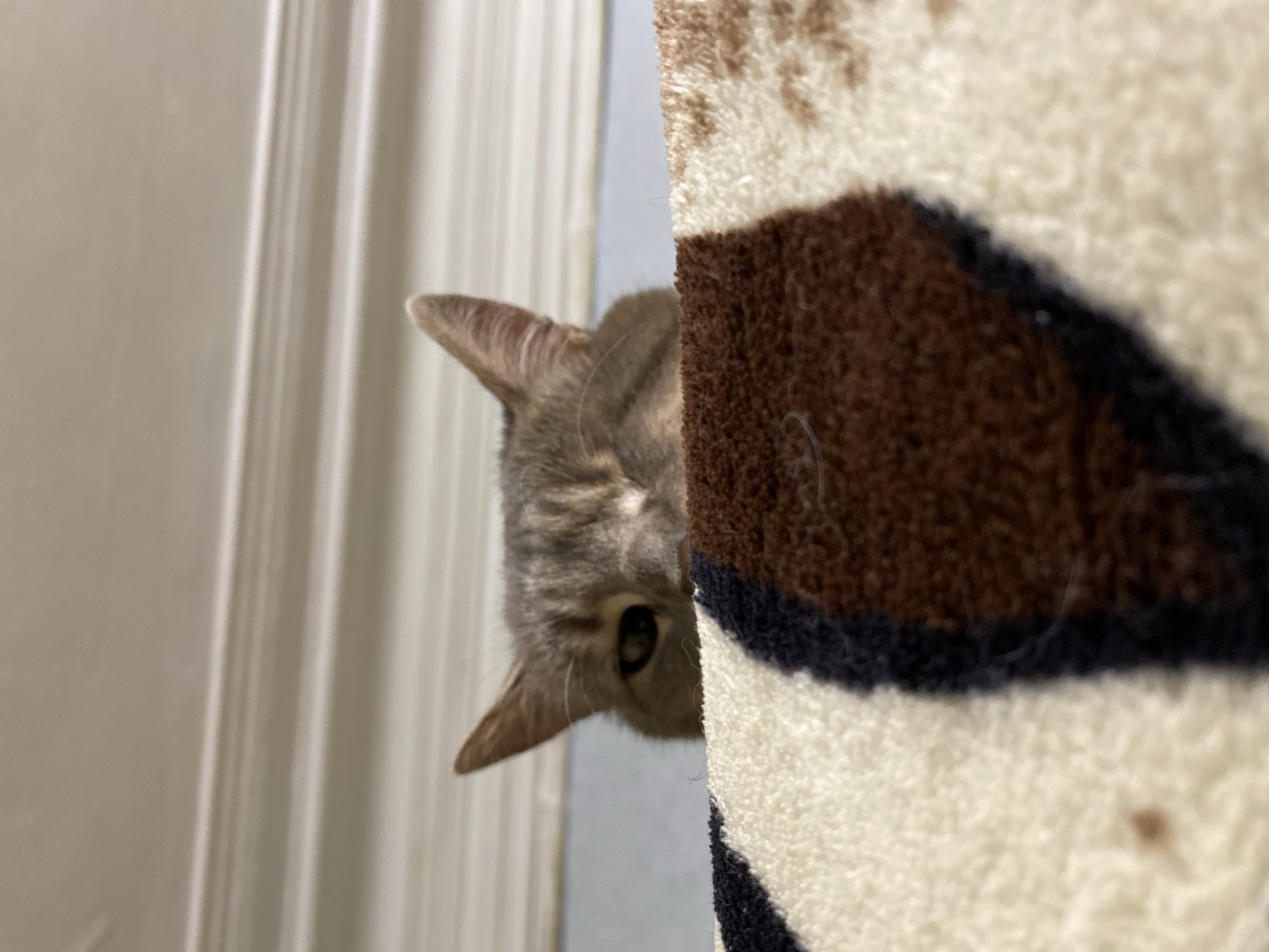 A grey tabby cat peeks around a corner, its face partially obscured by a brown, white, and black striped rug. The cat's head is tilted, and one eye is clearly visible, looking directly at the camera. Its ears are pointed forward, suggesting alertness or curiosity. The background is a blurry vertical pattern, possibly a door or blinds, with a neutral beige tone. The lighting appears to be indoor, with soft illumination. The image is tightly cropped, focusing on the cat's face and the texture of the rug. There is no visible text in the image.