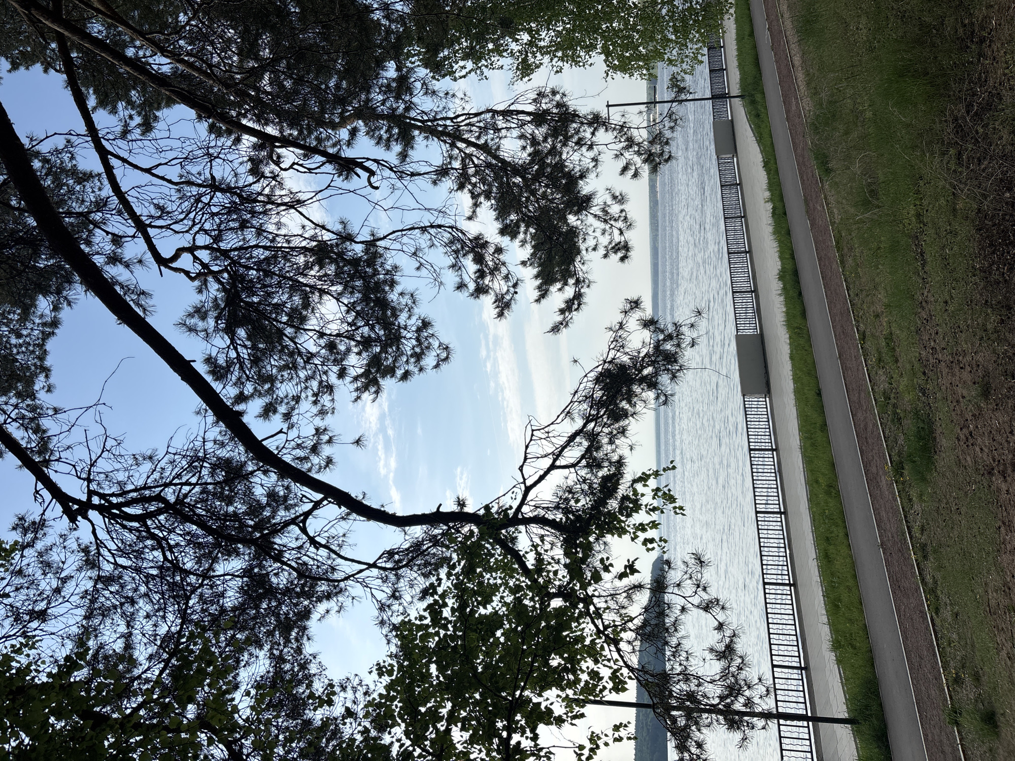 The image shows a waterfront area in the city of Chaikovsky, Russia. A body of water is visible with a metal railing running along the embankment. Adjacent to the railing is a paved walkway, next to a strip of grass and a dirt walking path. The perspective is from below, looking up at tree branches silhouetted against the sky. The leaves are a mix of needle-bearing trees, with green foliage on other tree branches.