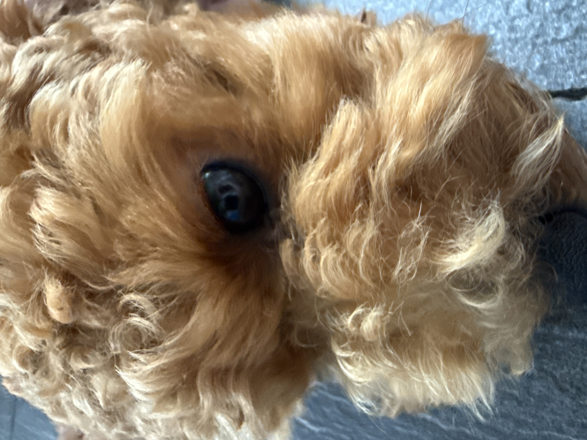 A close-up, high-angle shot captures the head of a light brown or golden-furred dog, specifically focusing on its left eye and the surrounding coat. The dog's fur is thick, soft, and appears wavy or loosely curled, showing various shades from lighter golden highlights to richer brown tones. A single dark, reflective eye, appearing black or very dark brown, is prominently visible in the center-left of the frame, peering through the dense fur. The dog's muzzle is partially visible on the right. The background consists of a plain, light grey surface, possibly concrete or tiling, on which the dog is resting or positioned. The lighting is bright and even, suggesting daytime. No specific activity or event is taking place beyond the dog's presence. There are no other subjects, objects, or visible text in the image. The scene is located in Marum, Netherlands.