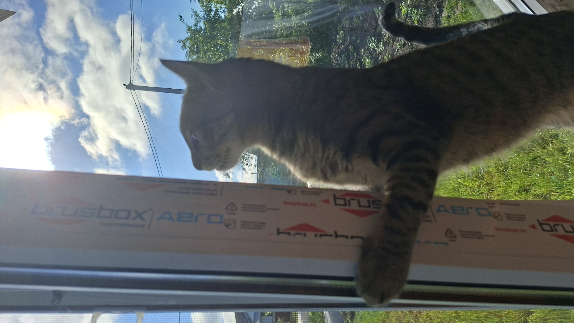 A domestic tabby cat is standing on its hind legs, leaning against a window frame. The cat is looking upwards and to the left, towards a bright sun and cloudy blue sky. The window frame has some printed text on it, including the words "DRYBOX" and "AERO". Outside the window, there is green grass, trees, and a glimpse of a house and fence, suggesting a suburban or rural setting. The lighting indicates it is daytime, with the sun creating a lens flare effect.