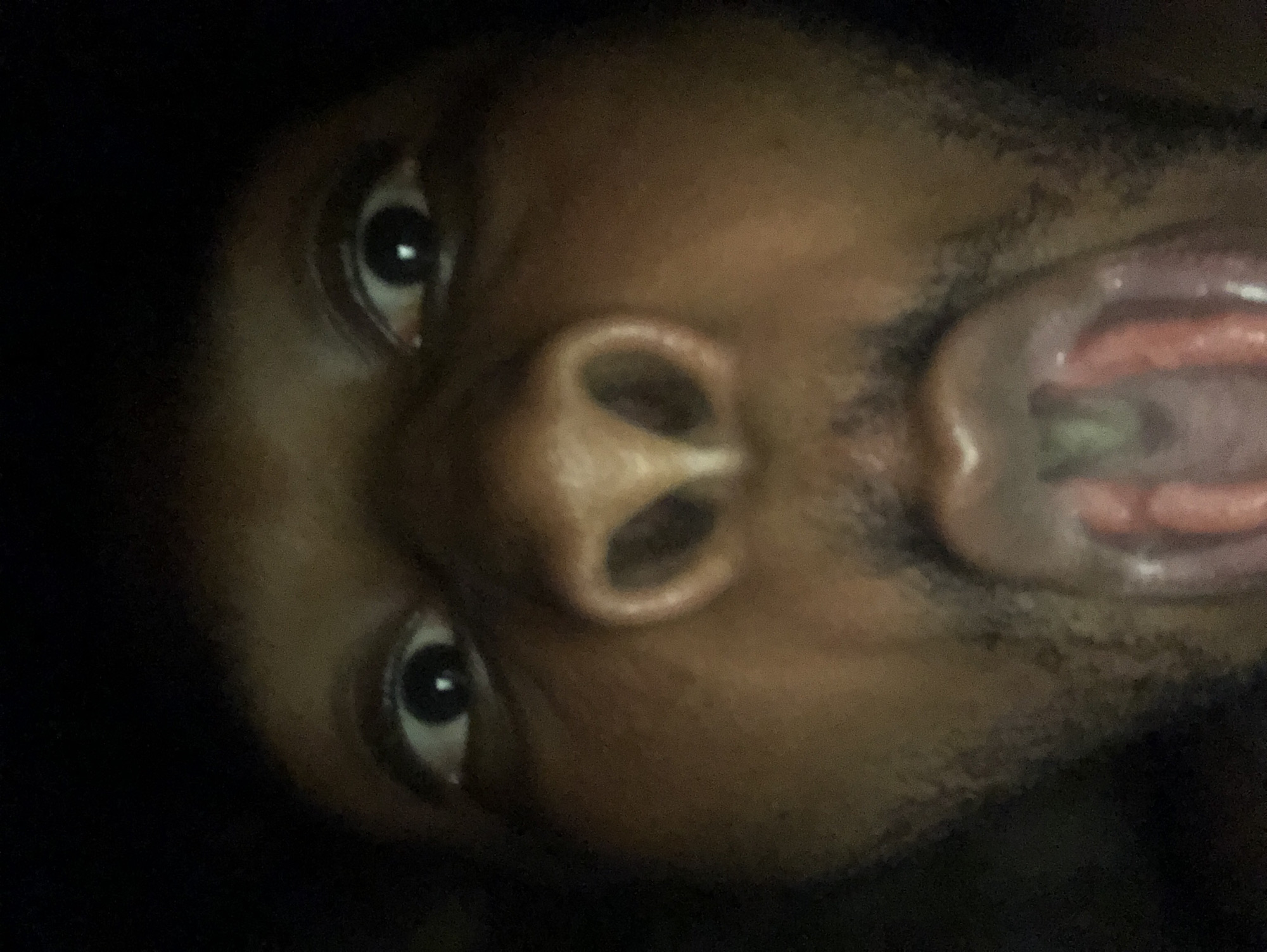 A close-up, low-angle shot depicts a dark-skinned person's face. The individual's eyes are wide, and their mouth is open, revealing their teeth and tongue. The background is dark, and no location is discernible.