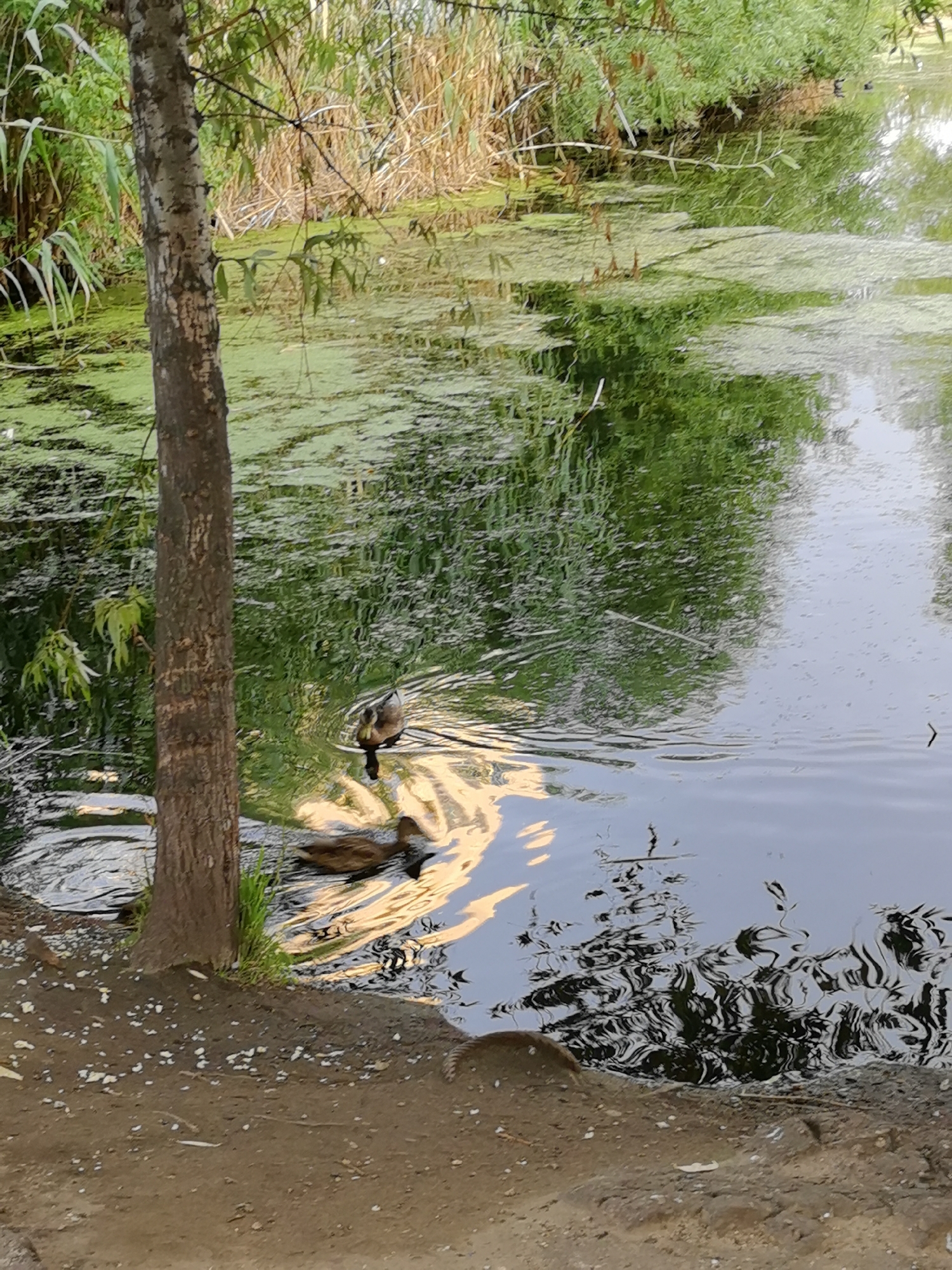 A still, vertical shot captures a tranquil pond scene, likely situated within the city of Kazan, Russia, given the context. A solitary tree with rough, brown bark stands prominently in the left foreground, its trunk partially obscured by lush green foliage. The pond itself is partially covered with a vibrant, almost neon-green algae, creating a textured surface that reflects the surrounding trees and sky.
Two ducks are visible in the water. One, a mottled brown and white duck, is swimming closer to the foreground, leaving a gentle wake. Behind it, another duck, appearing to be a darker brown, is also swimming. The water reflects the golden hues of sunlight filtering through the trees, creating shimmering patterns on its surface. The far bank of the pond is lined with dense, green vegetation and reeds, suggesting a natural or semi-natural park setting. The ground in the immediate foreground is composed of sand and small pebbles, with a few scattered white pieces of debris. The overall atmosphere is one of peaceful coexistence between nature and the occasional presence of wildlife within an urban environment.