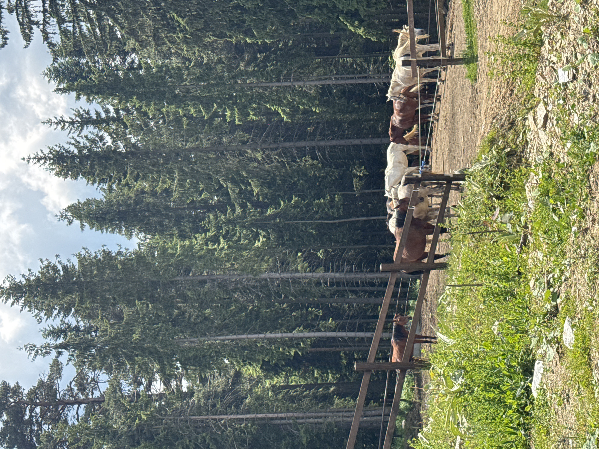 A herd of horses are gathered in an outdoor corral. The corral is fenced with wooden posts and rails. In the background, a dense forest of tall evergreen trees fills the frame. The ground within the corral is a light brown dirt. In the foreground, there is a patch of vibrant green vegetation and some scattered rocks. The sky above is partly cloudy with patches of blue visible.