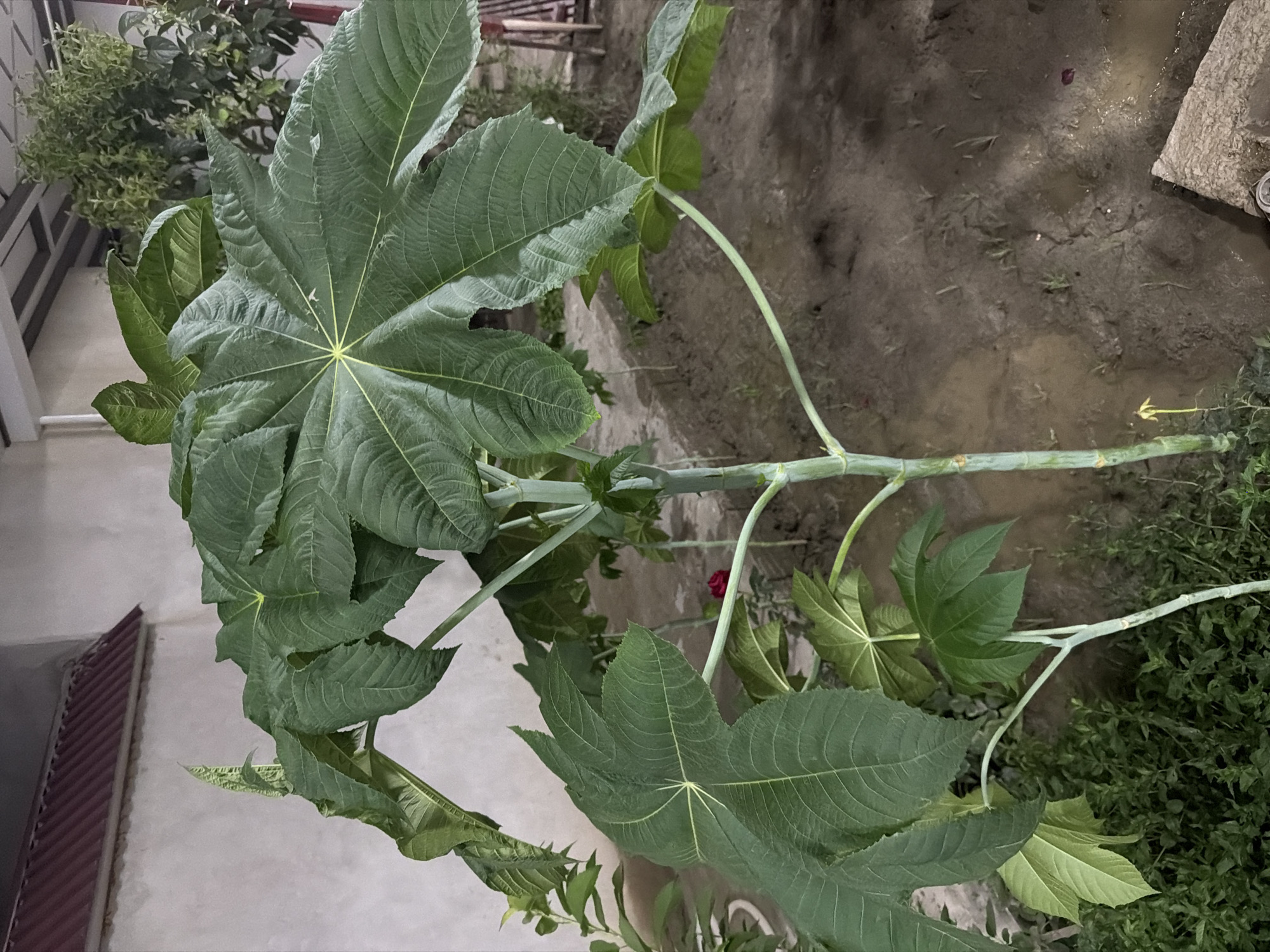 The image shows a large, leafy plant with palmate leaves in an outdoor setting. The plant has a thick, green stem. The background includes a building with a red, corrugated roof and a light-colored wall, suggesting an urban or suburban environment. There is also some dry, sandy soil and other greenery visible. The lighting suggests it may be evening or night. The image does not provide enough information to determine the specific location within Samarkand City, Uzbekistan.