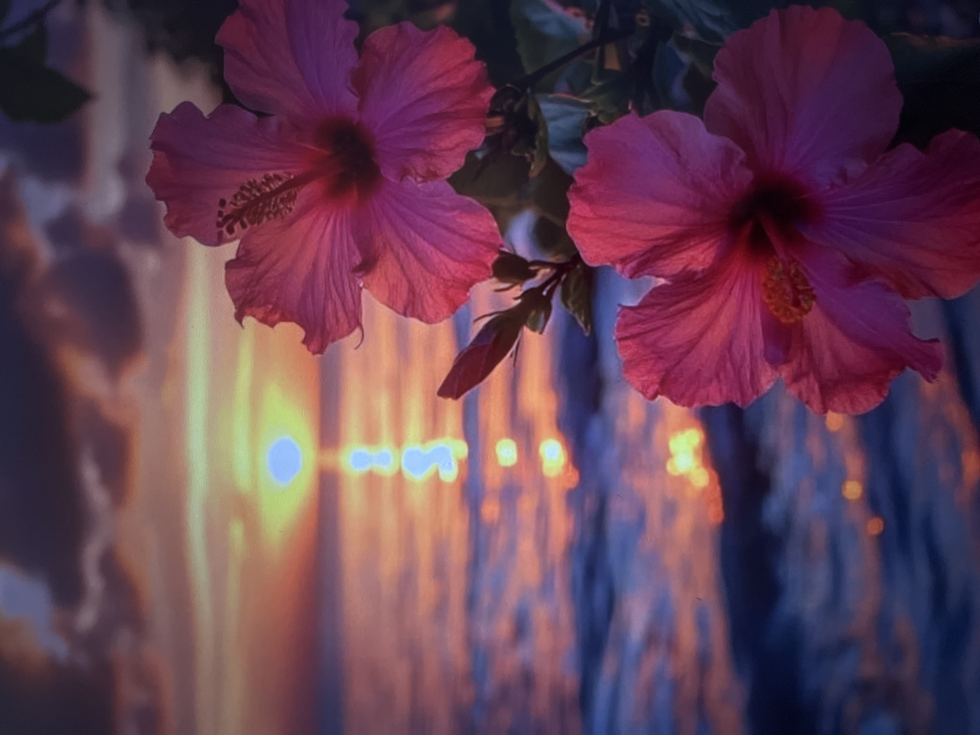 The image shows two pink hibiscus flowers in the foreground, with their petals unfurled and stamens visible. The flowers are positioned on the right side of the frame, with one slightly above and to the left of the other. Behind the flowers, the ocean is visible, reflecting the warm hues of a sunset. The sky is filled with dark, dramatic clouds tinged with pink and orange from the setting sun. The sun itself appears as a bright, glowing orb on the horizon, casting a shimmering path of light across the water. The overall scene evokes a sense of tropical tranquility and natural beauty.