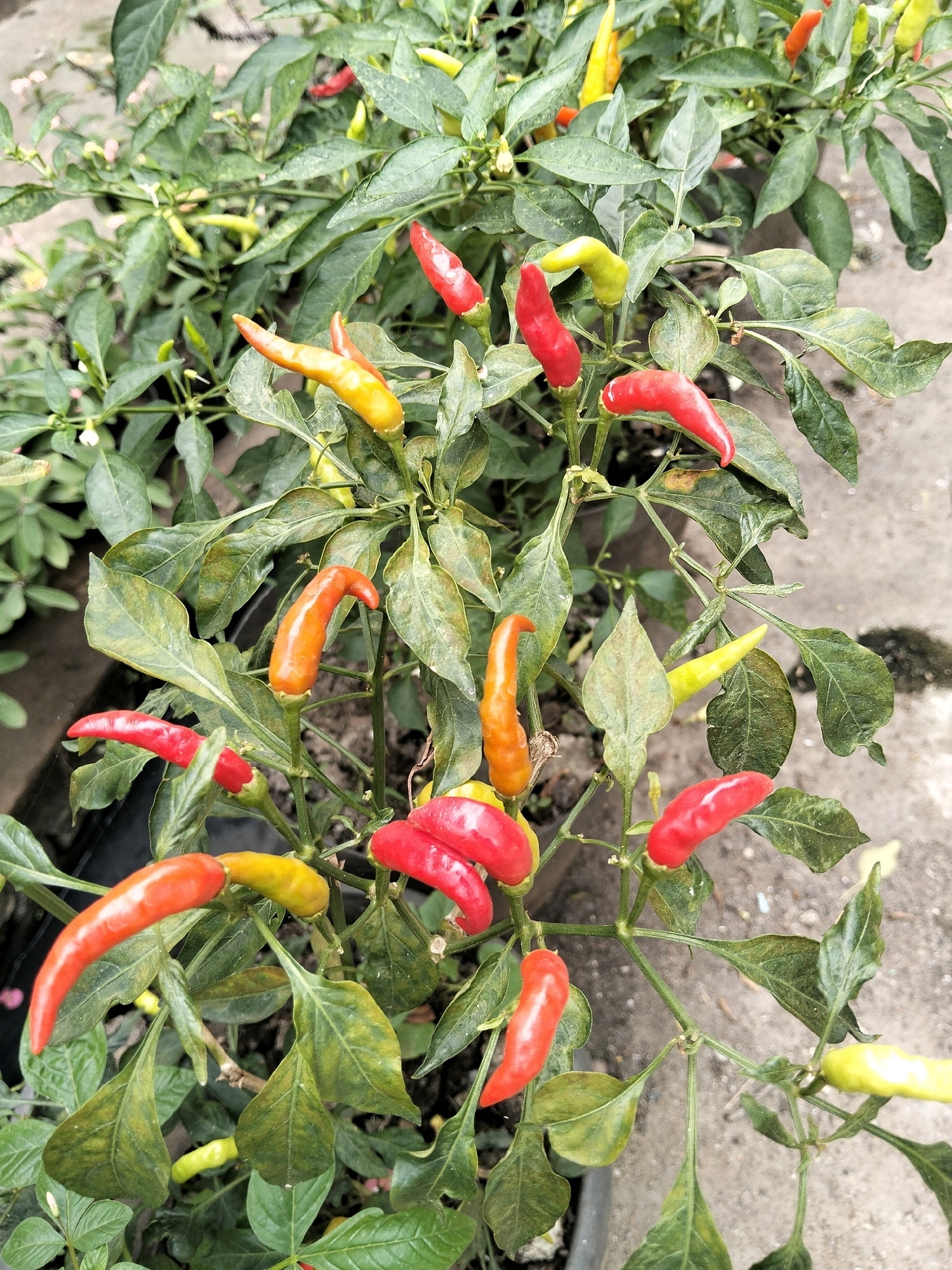 In Arang Limbung, Indonesia, a chili pepper plant thrives in an outdoor environment. The plant is laden with numerous chili peppers in various stages of ripeness, displaying a spectrum of colors from vibrant red to yellow and orange. The peppers are small and pointed, characteristic of bird's eye chili varieties. Green leaves, some showing signs of wilting or discoloration, surround the peppers. The ground beneath the plant appears to be concrete or a similar hard surface, with some debris visible. The lighting suggests it is daytime, with natural light illuminating the scene.