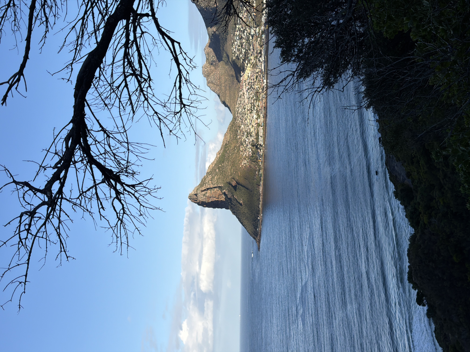 The photograph displays a panoramic coastal landscape, likely Hout Bay, South Africa, captured during daytime under a clear blue sky. The scene is framed by dark, silhouetted tree branches; a prominent branch extends across the top, while dense foliage and smaller branches partially obscure the lower right and upper left corners.
In the midground, a sprawling coastal town is visible, nestled against the slopes of rugged mountains that meet the sea. Buildings appear clustered along the shoreline and up the mountainside. A distinctive, rocky headland with green-covered slopes juts prominently into the calm, blue ocean, creating a natural boundary for the bay. The sea stretches out towards the horizon, reflecting the sky and appearing relatively placid with subtle surface ripples. A few small, white clouds dot the clear blue sky above the mountains.
The image captures a serene and expansive vista of this picturesque South African location, highlighting the interplay between urban development and dramatic natural geography. There are no people, explicit activities, or visible text in the frame.