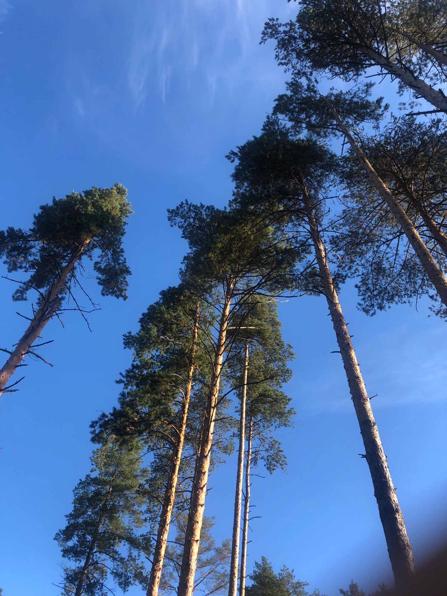 A low-angle shot captures the tops of several tall pine trees against a clear, vibrant blue sky. Wispy white clouds are scattered across the sky. The trees are dark green with rough, textured bark, and their branches extend upwards and outwards. The perspective looking up from the base of the trees creates a sense of towering height and vastness. The image appears to be taken in a natural outdoor setting, likely a forest or park.