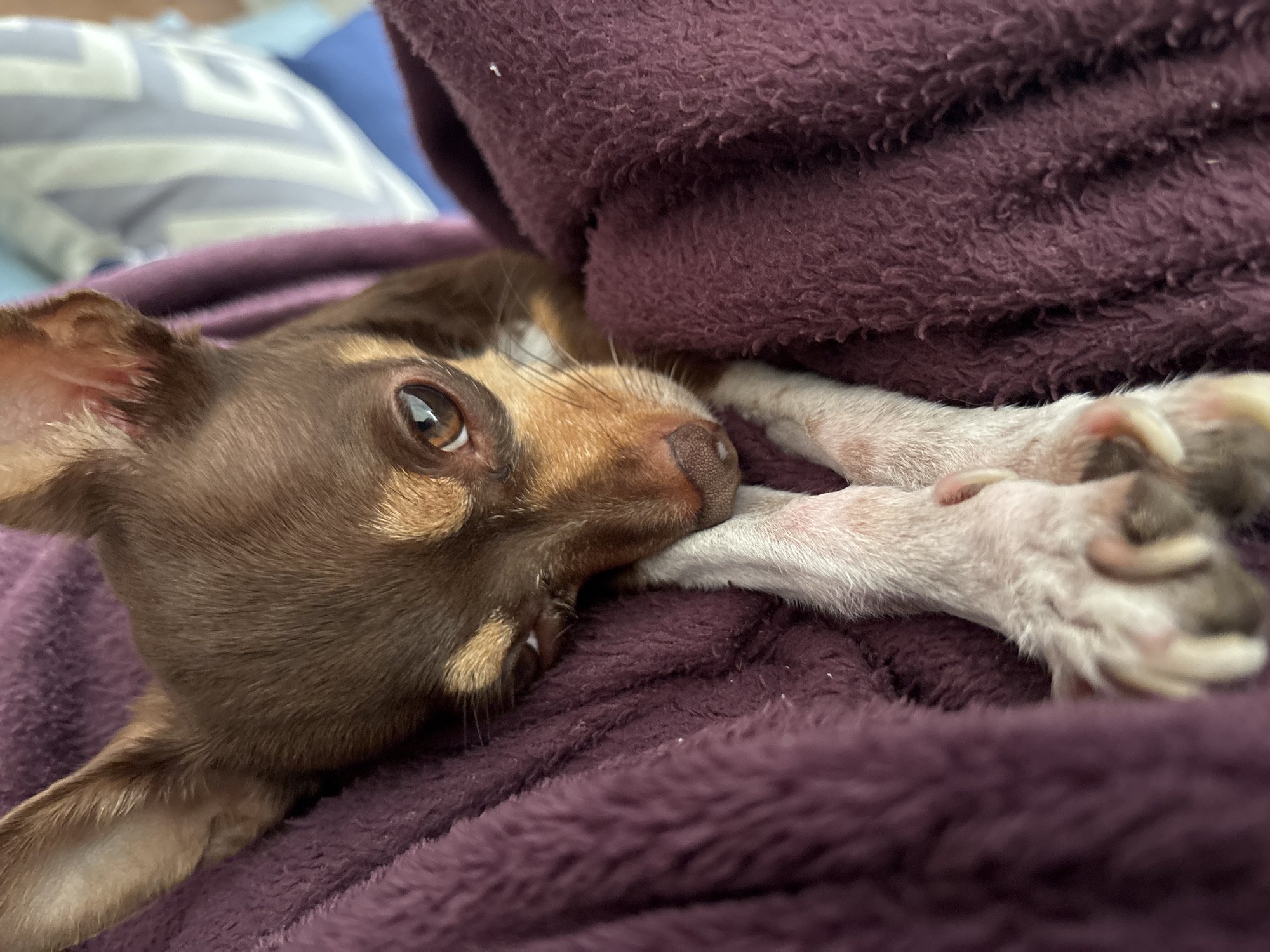 A small, brown and tan dog is nestled under a purple fleece blanket. The dog's face, primarily brown with tan markings around the eyes and muzzle, is visible in the left half of the frame. One of the dog's front paws, which is white with pink pads, rests near its head. The blanket's texture is soft and plush. A pillow with a white and gray pattern is faintly visible in the blurred background. The setting and location in the city of Puebla, Mexico, are not identifiable in the provided image.