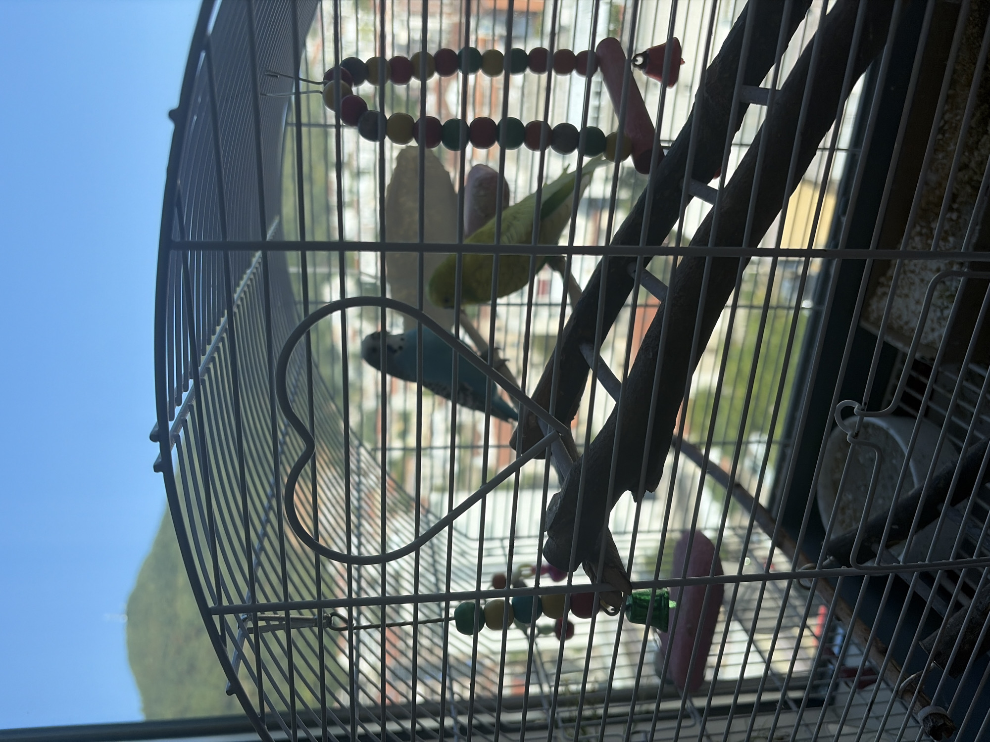 A budgie cage is positioned in front of a window offering a view of Budva, Montenegro. The cage is made of silver-colored metal bars and contains two budgies, one blue and one green. Perches made of natural wood branches are fixed inside the cage, and decorative items like a heart-shaped wire ornament, a string of colorful beads with a pink wooden perch, and a small green bell are also present. Through the bars of the cage, a green hillside with a prominent white structure at its summit is visible, indicative of a landmark or transmission tower. Below the hill, a dense urban landscape with buildings can be observed, bathed in bright daylight under a clear blue sky. The overall scene captures a domestic setting with a connection to the broader outdoor environment of Budva.