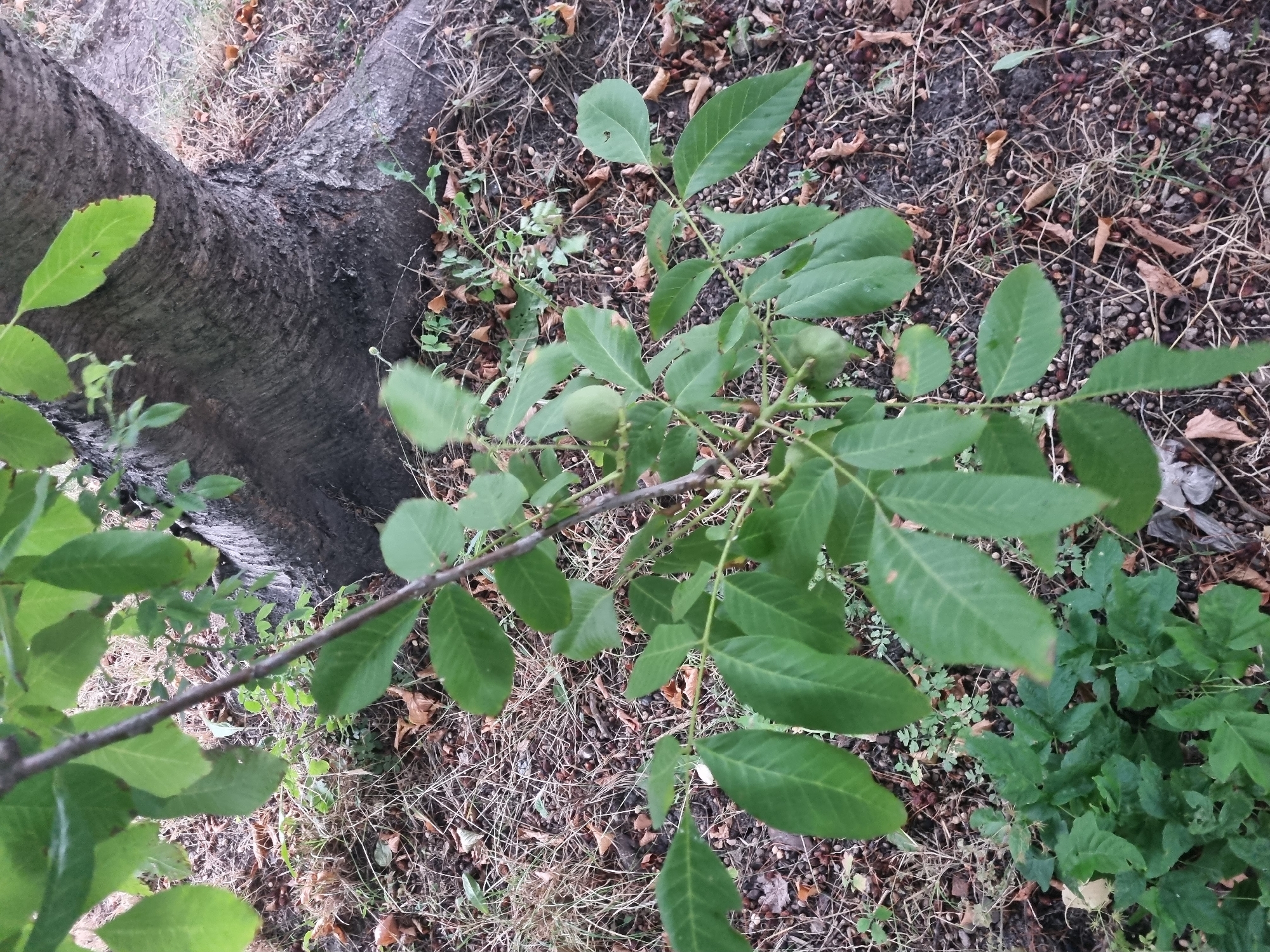 A walnut seedling with several green, unripe walnuts is growing at the base of a mature tree trunk. The ground is covered in dry leaves, grass, and fallen walnuts. The scene appears to be in a park or natural area, with the trunk of a large tree dominating the background. The lighting suggests it is daytime.