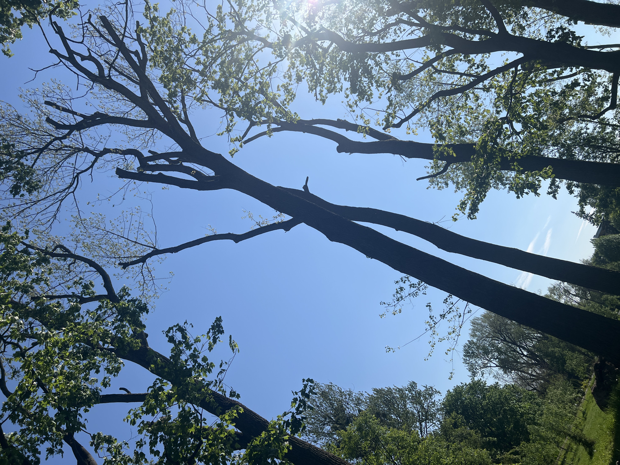 The image presents a low-angle view looking up into a canopy of trees against a bright blue sky. The sun is visible, creating lens flare. The trees have varying amounts of foliage, some appearing more bare while others are full with green leaves. The scene appears to be a park or wooded area, but the precise location in the city of Unknown, Unknown cannot be determined from the provided image alone.