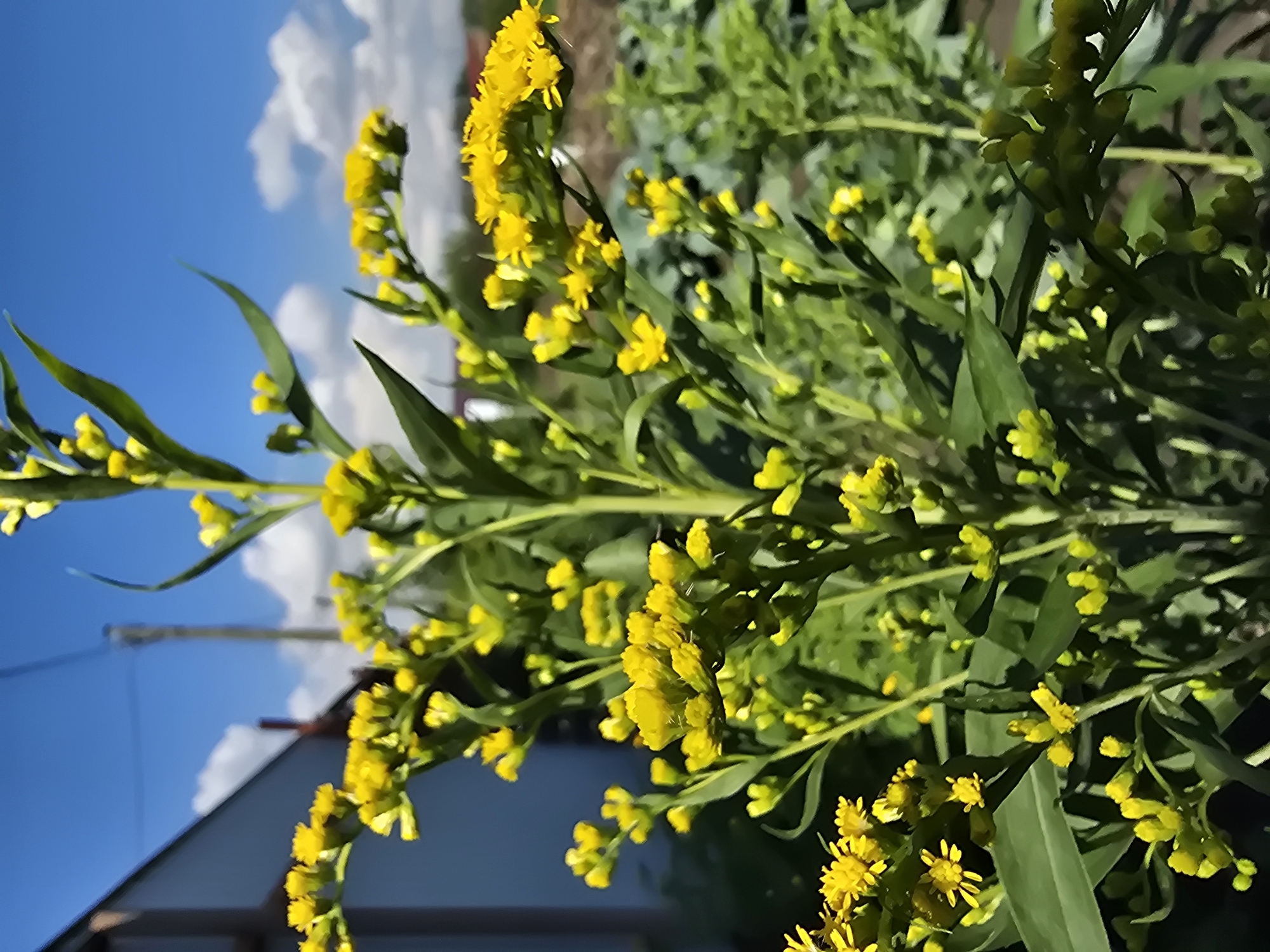 An outdoor, eye-level, medium shot captures a close-up of a flowering goldenrod plant against a blurred blue sky with white clouds. The plant, with its numerous small yellow flowers and long green leaves, dominates the foreground and mid-ground of the image. In the background, out of focus, are hints of a light-colored building on the left, a utility pole, and some green foliage, possibly other plants or bushes. The lighting suggests a bright, sunny day. The location is unknown, as is any potential activity or people.