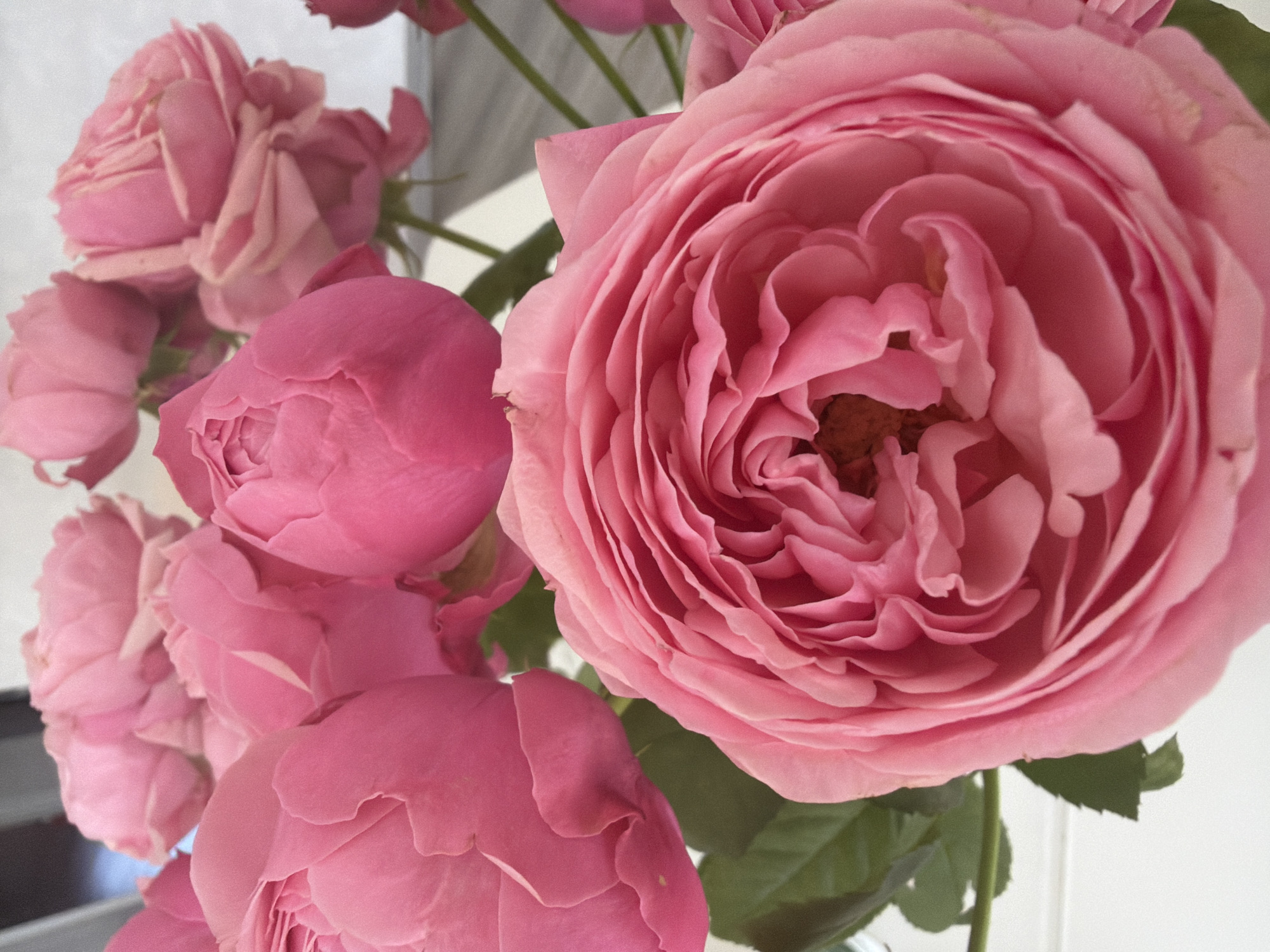 A close-up shot showcases a bouquet of several pink roses. The most prominent rose is in the foreground, filling the lower portion of the frame, with its petals tightly furled. Behind it, more roses are visible, some fully bloomed and others still in bud. The lighting is soft, casting a gentle glow on the delicate petals. The background is out of focus, appearing as a light, neutral surface. There is no indication of the city of Malinovka, Russia, or any urban environment in this image.
