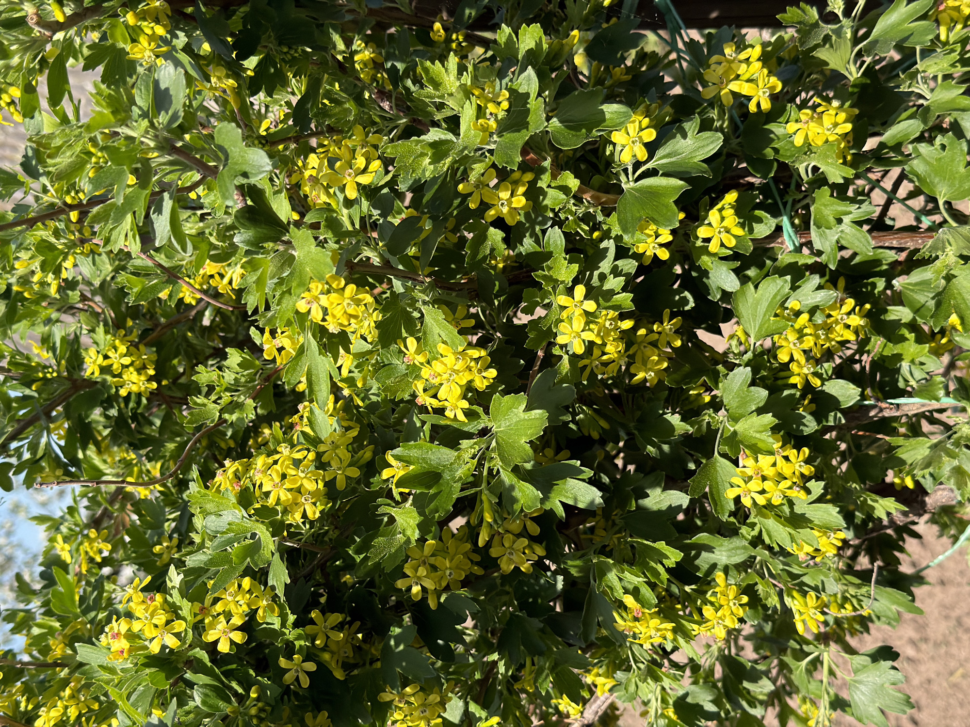 The image shows a close-up of a flowering shrub. It is covered in small, bright yellow flowers and green leaves with a lobed appearance. The background is blurred, but appears to be soil or mulch. There are no people or animals visible in the image. There are no clues in the image to ascertain the location in the city of Chaikovsky, Russia.