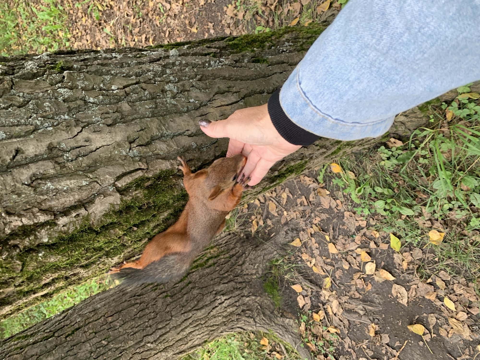 A person's outstretched hand, wearing a light blue denim jacket, is offering food to a squirrel. The squirrel, with reddish-brown fur, is perched on the rough bark of a tree, reaching its paw towards the hand. The tree has moss growing on its trunk. The ground is covered with fallen autumn leaves and some patches of green grass. The scene appears to be in an outdoor, natural setting, likely a park or forest. This image was taken in Prokopyevsk, Russia.