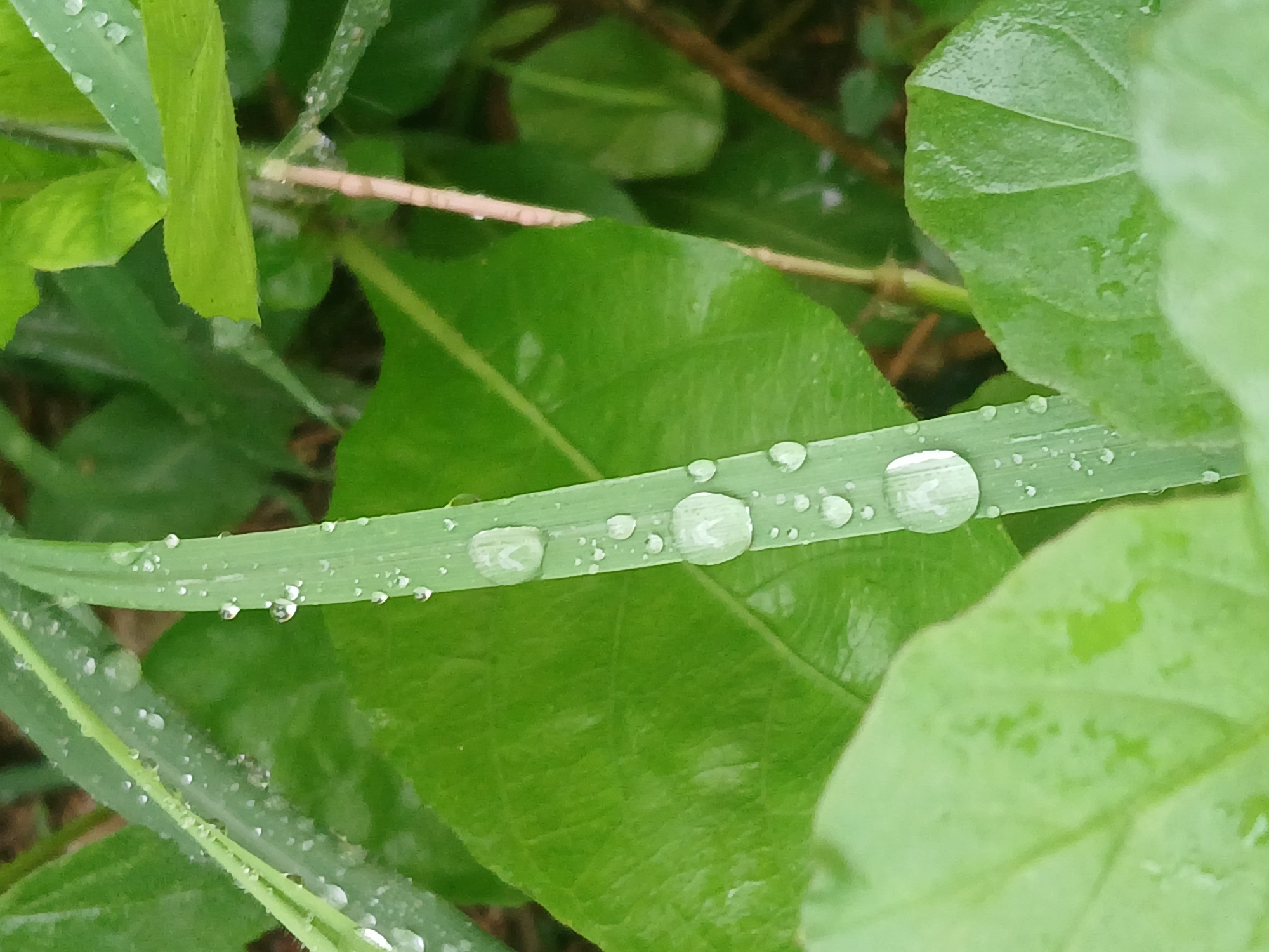A close-up shot captures a vibrant green scene dominated by a blade of grass adorned with glistening water droplets. The primary focus is a long, narrow grass blade positioned horizontally across the mid-ground, featuring several clear, spherical water droplets of varying sizes. These droplets reflect ambient light, showcasing their rounded forms and the smooth surface of the grass. Smaller, less distinct droplets are also scattered across the blade.
In the foreground, another grass-like leaf, partially out of focus, displays numerous smaller water droplets. The background consists of various broad green leaves and thin, light-brownish stems or branches, all appearing lush and wet, suggesting recent rain or heavy dew. The overall color palette is dominated by shades of green, ranging from bright lime to deeper forest hues, indicating healthy plant life. The depth of field is shallow, drawing attention to the water-laden grass blade while blurring the surrounding foliage. No people or visible text are present in the image. The scene conveys a tranquil, natural moment, likely in the morning after dewfall or recent rainfall.