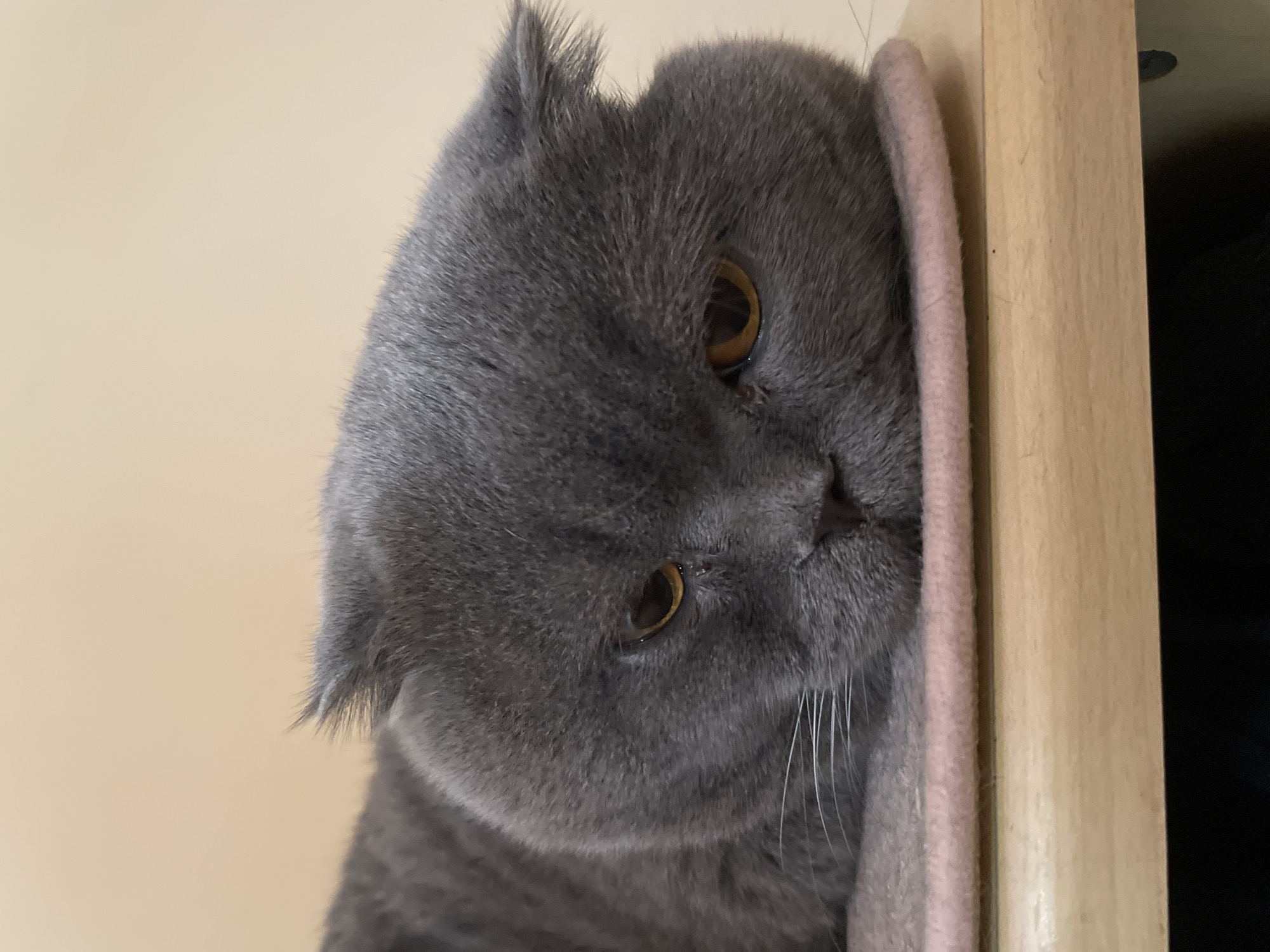 A close-up, eye-level shot features a gray Scottish Fold cat lying down with its head resting on a pale pink mat. The cat's fur is a uniform gray, and its eyes are a warm amber color, looking slightly downwards with a forlorn expression. White whiskers are visible against the gray fur. The cat's ears are folded down, characteristic of the breed. The background is a plain, light beige wall. The mat is positioned on a light brown wooden surface, which appears to be a shelf or table. The bottom of the frame shows a dark, out-of-focus area, possibly the floor or a lower shelf. The lighting is soft and even, highlighting the cat's features. The image does not contain any information that would allow for a specific location within a city to be identified.