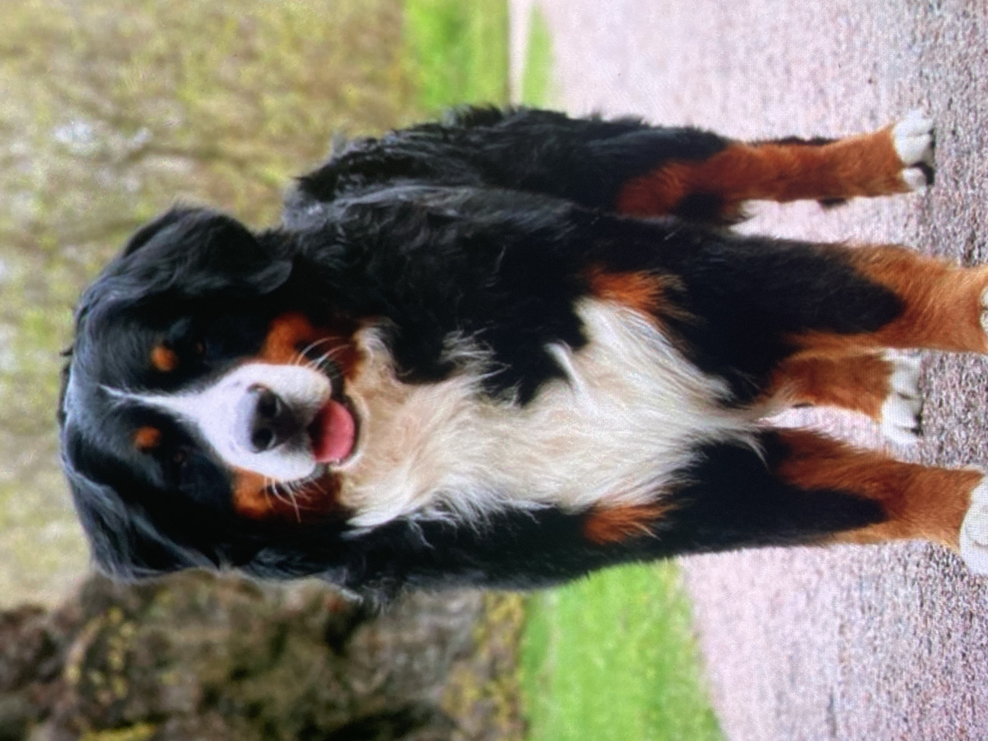 A Bernese Mountain Dog stands facing the camera on a gravel path. The dog is black, white, and tan, with a white blaze down its nose. Its tongue is hanging out. The background consists of green grass and trees. The image is an outdoor shot.