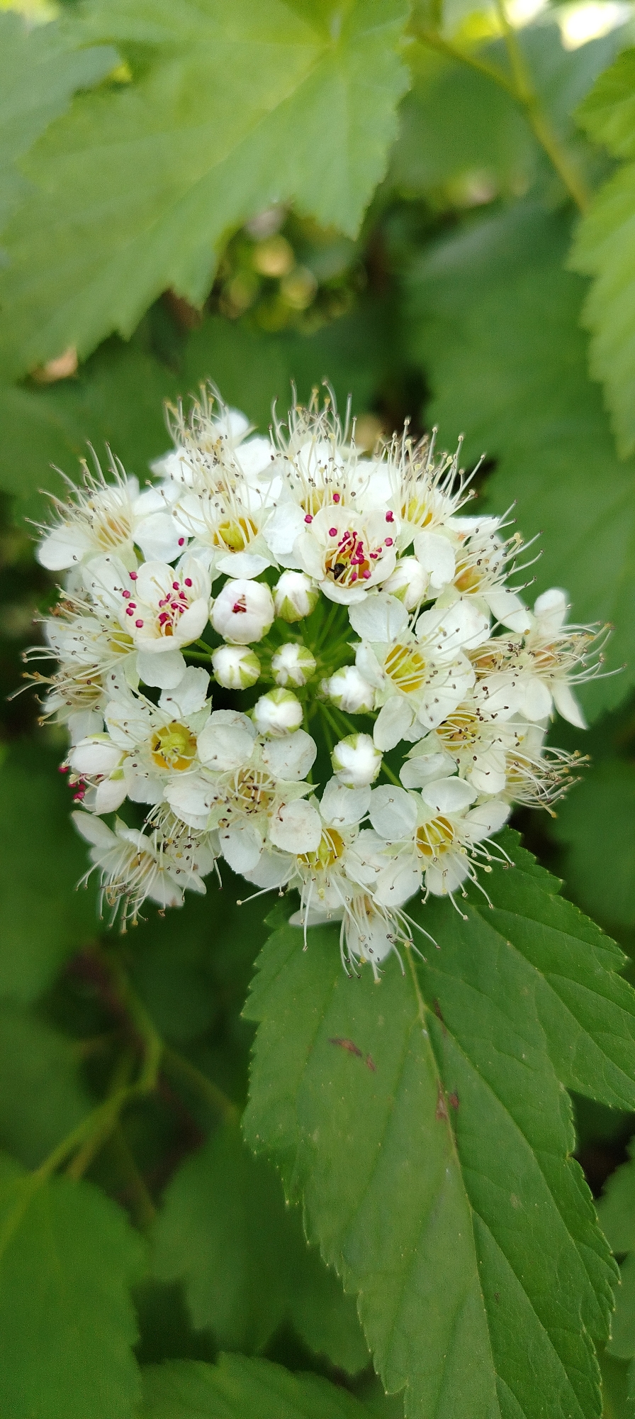 A close-up, eye-level shot depicts a cluster of white flowers with yellow centers and red spots, surrounded by green leaves. The flowers are densely packed and spherical. The leaves are broad, toothed, and show signs of damage or discoloration. The background is blurred, suggesting shallow depth of field. No people are visible. The location of the image within the city of Chaikovsky, Russia is not provided within the image.