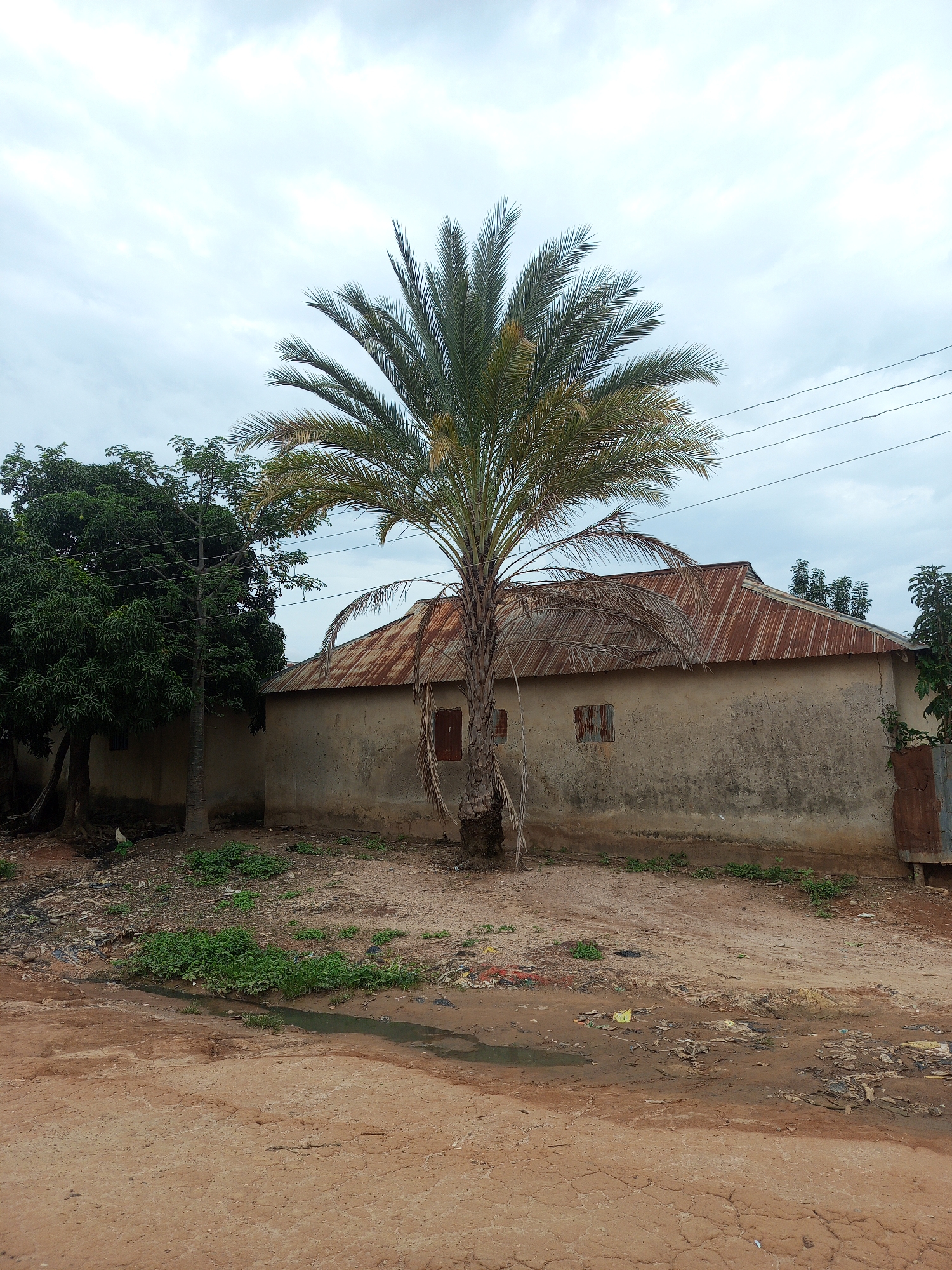 In Keffi, Nigeria, a scene unfolds of a modest, weathered dwelling constructed with ochre-colored plastered walls and a corrugated metal roof showing signs of rust. Positioned directly in front of the structure is a mature palm tree, its fronds reaching towards a cloudy sky. To the left of the house, a dense canopy of dark green foliage, likely from a mango tree, provides a stark contrast. The immediate surroundings are a mixture of dry, sandy earth and patches of sparse green vegetation. Evidence of neglect is present in the form of scattered refuse and a shallow, murky water channel running through the area. Electrical wires are visible overhead, strung between unseen poles. The overall impression is one of a simple, rural or semi-urban environment marked by both natural elements and signs of human habitation and upkeep challenges.