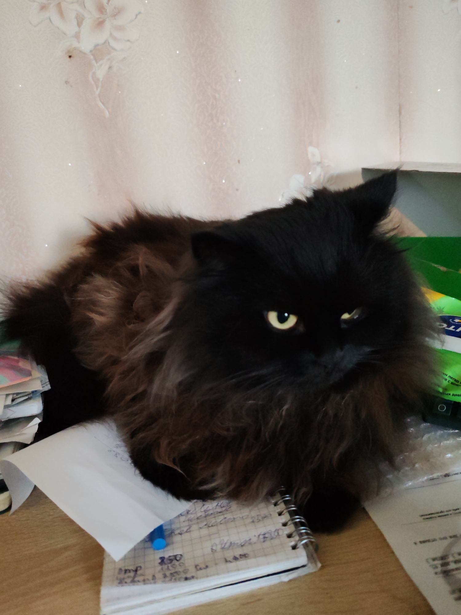 A fluffy black cat with yellow eyes is lying on a desk cluttered with papers and a notebook. The cat is positioned in the center of the frame, facing the camera with a slight tilt of its head. Its fur is long and appears to have brown undertones in the light. The desk surface is made of wood. In the background, a textured wallpaper with a floral pattern is visible, and part of a green object, possibly packaging, can be seen to the right. The image appears to have been taken indoors, in what could be a residential setting. No specific location in Чухлэм, Russia, is identifiable from the visual information in the image.