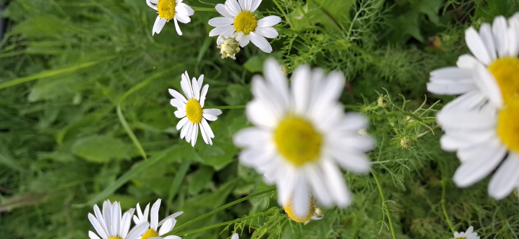The image shows a close-up, vertically oriented view of several white daisies with yellow centers set against a blurred green background of grass and foliage. The daisies are in various stages of focus, with the closest ones being prominently blurred and the ones further back being sharper. Some of the daisies have their petals fully open, while others appear to be partially closed or in bud. The overall impression is one of a natural outdoor setting, likely a field or garden, with a focus on the delicate details of the flowers. There are no people or man-made objects visible in the image, and the scene is peaceful and serene. The specific location within the city of Тельмана, Russia, is not discernible from the image itself.