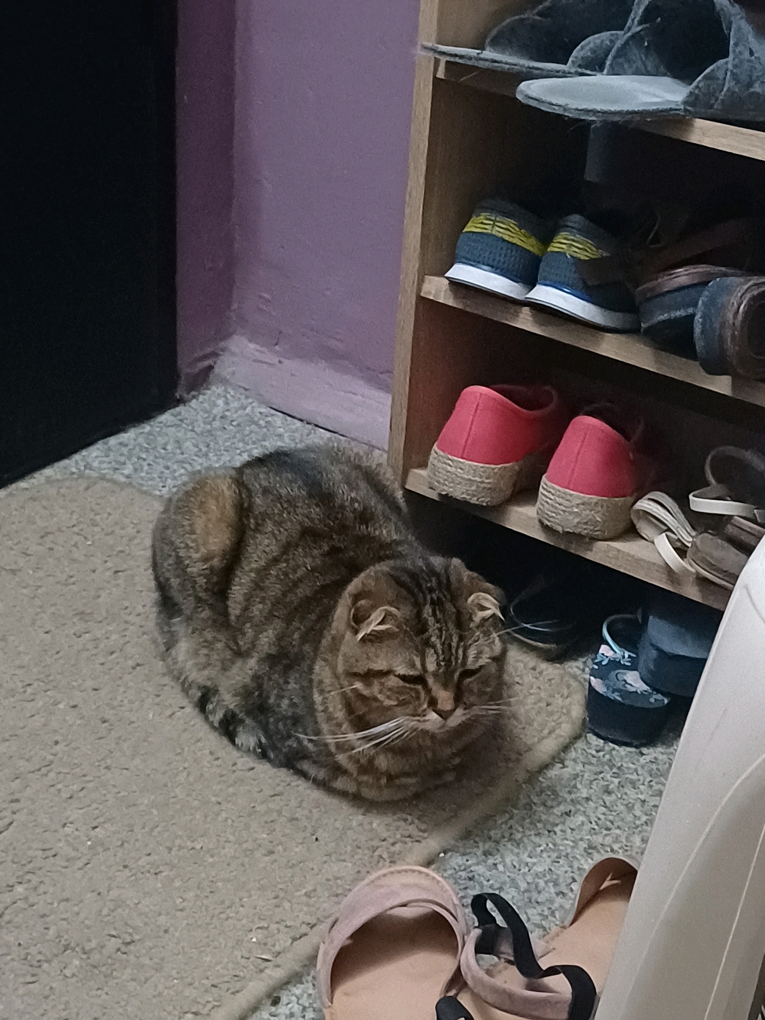 A tabby cat is lying on a beige carpeted floor in front of a wooden shoe rack. The shoe rack has three shelves, each containing various pairs of shoes and slippers. The wall behind the shoe rack is painted purple. To the left of the shoe rack, there is a dark, presumably wooden, door or cabinet. In the foreground, a pair of pink slip-on shoes are visible on the carpet. The scene appears to be indoors, likely in a residential setting in Kyiv, Ukraine.