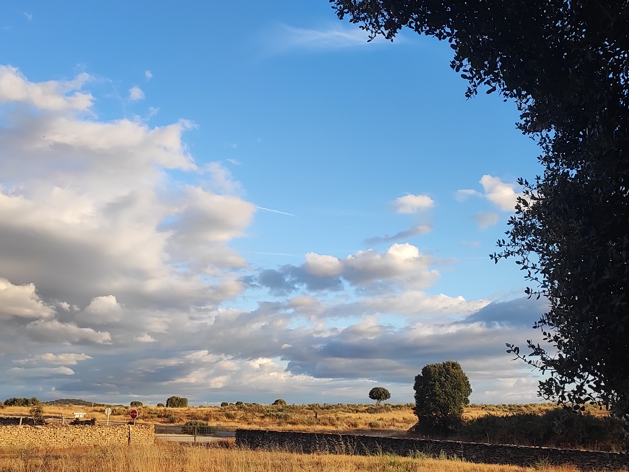 This is a landscape photograph taken in Sobradillo, Spain, capturing a rural scene with a prominent sky and natural elements. The sky is a vibrant blue, dotted with white and gray clouds that create a sense of depth and texture. A thin contrail from an aircraft is visible in the upper portion of the sky, extending from left to right. In the foreground, a dry, golden field stretches out, covered with tall, dry grass. A low, rough stone wall runs horizontally across the middle ground, separating the field from a slightly elevated terrain behind it. This terrain is sparsely populated with small trees and shrubs, with a few larger, solitary trees scattered throughout. A dark, leafy tree branch frames the upper right corner of the image, adding a natural border to the scene. In the middle ground, near the stone wall, a red stop sign is clearly visible, indicating the presence of a road or intersection. A simple wooden bench and a white sign are also present near the stone wall on the left. The overall impression is one of a quiet, open landscape under a dynamic sky.