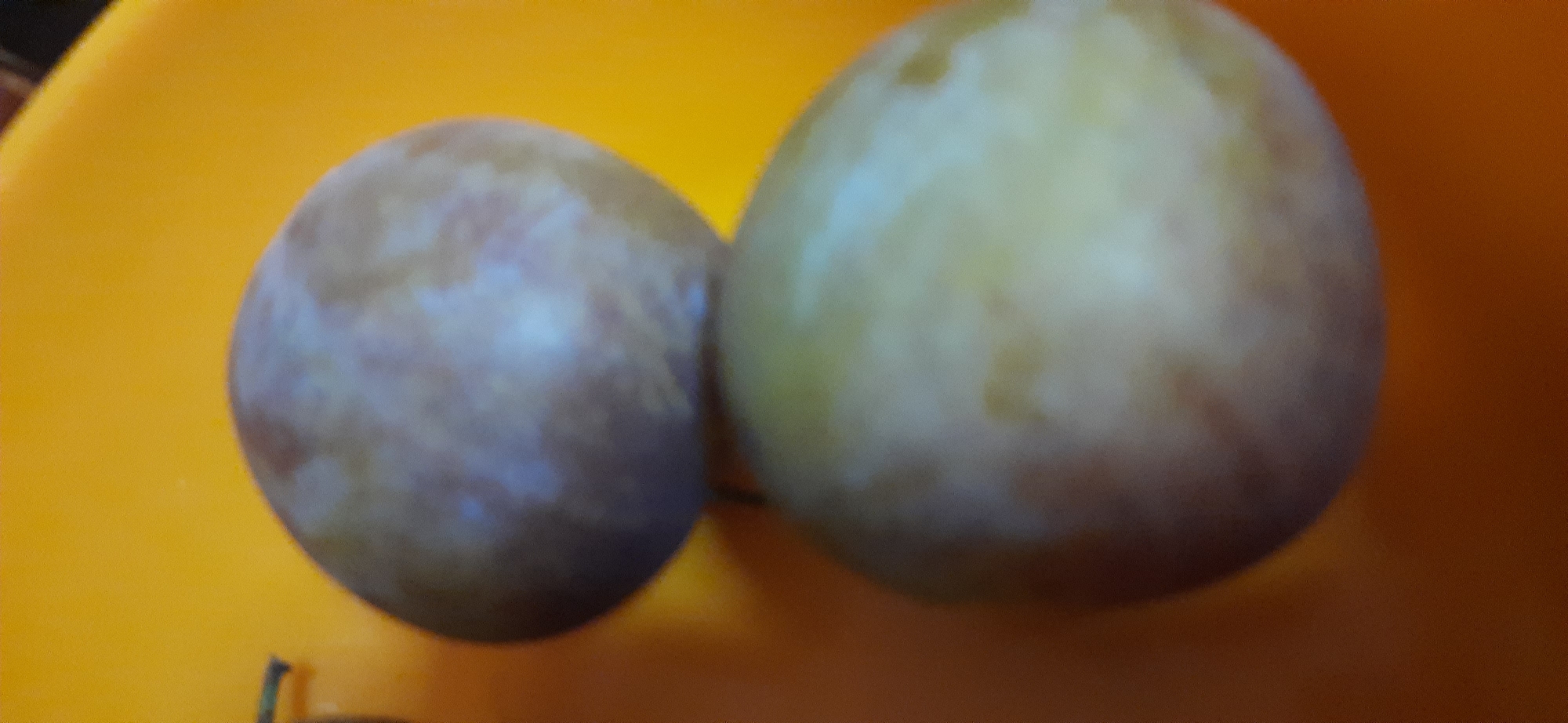 Two plums are placed on a bright yellow surface, likely a plate or bowl. The plum in the foreground is larger and appears to be lighter in color, with hints of yellow and green. The plum in the background is smaller and exhibits a more purple and reddish hue, with some lighter patches. The background surface is smooth and appears to be plastic. There are no discernible elements that would indicate a specific location within the city of Dnipro, Ukraine.