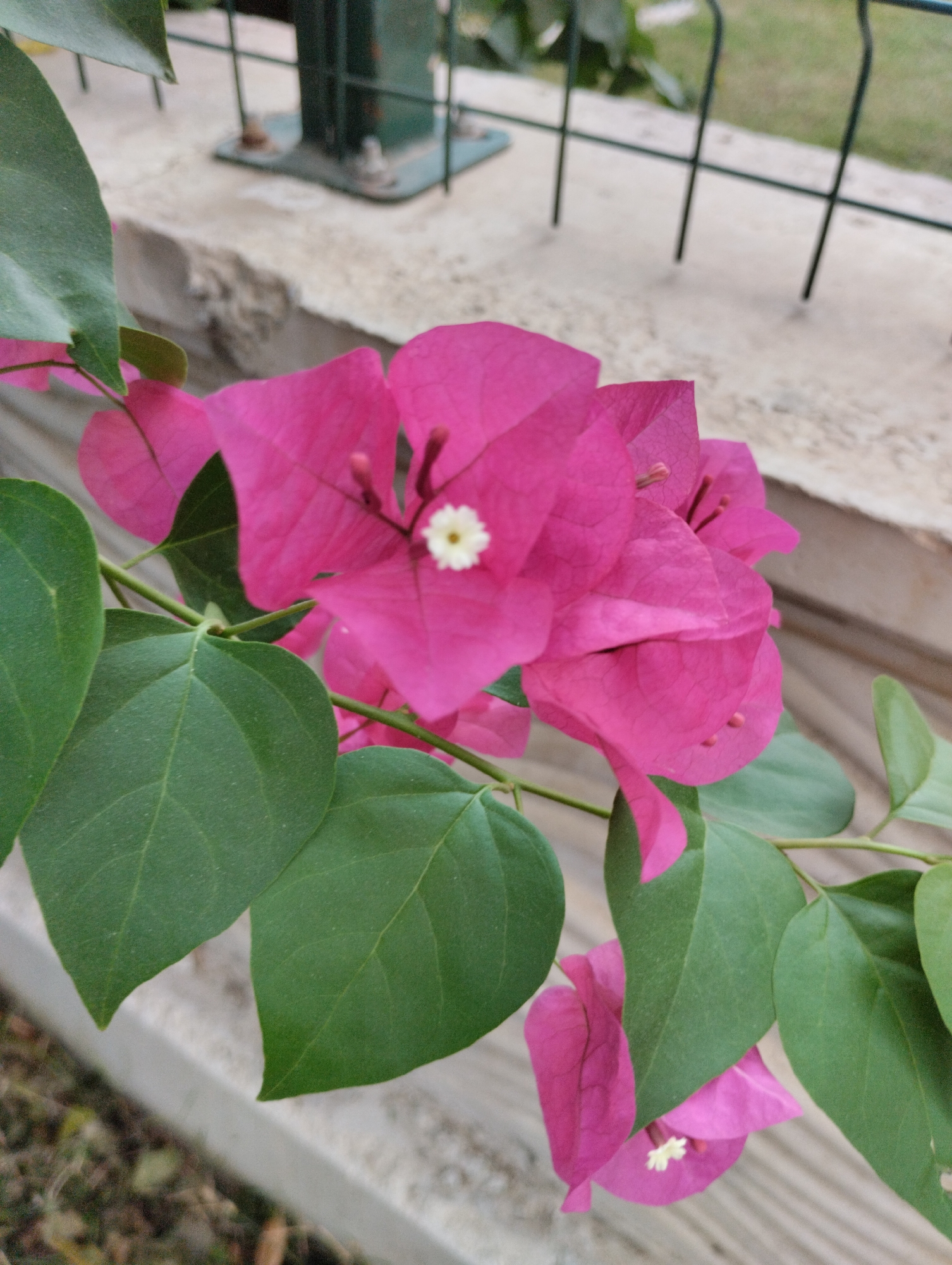 The image shows a close-up of a vibrant pink bougainvillea flower with green leaves in Erdemli, Turkey. The bougainvillea is the primary subject, with its bright pink bracts and a small white flower at its center. Several green leaves are visible, some overlapping the flowers. In the background, out of focus, is a concrete wall or ledge, a metal fence, and a hint of greenery, suggesting an outdoor setting, possibly a garden or a public space in the city. The lighting appears to be natural daylight.