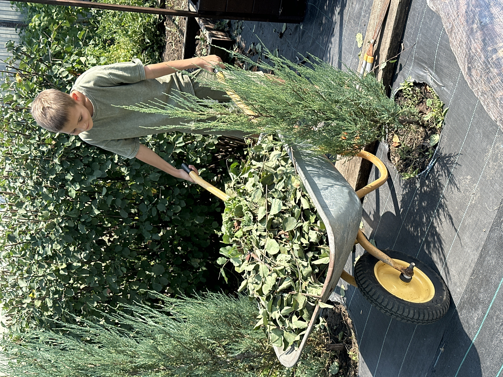A young boy with short brown hair, wearing a green t-shirt and shorts, is standing in a garden in the city of Samarskiy, Russia. He is pushing a wheelbarrow filled with green leafy debris. A tall, slender evergreen tree stands to his left, and a smaller, similar tree is planted in front of the wheelbarrow. The garden appears to be undergoing some form of maintenance or landscaping, with black landscape fabric laid out on the ground. Lush green bushes and vegetation form a dense backdrop behind the boy and the wheelbarrow. The scene is illuminated by bright sunlight, casting shadows on the ground.