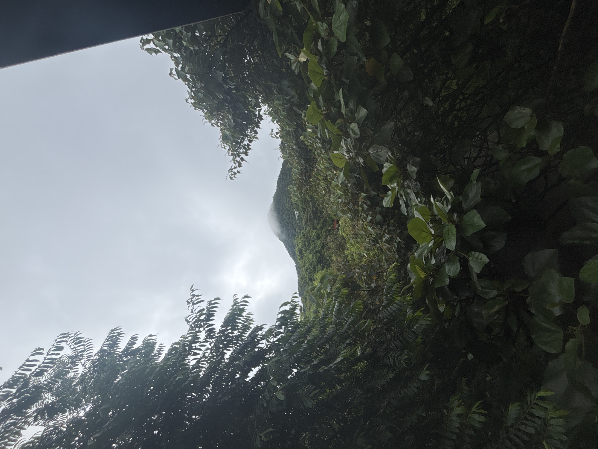 The image captures a view of a lush, green mountain peak partially obscured by clouds. In the foreground, dense foliage of various trees and plants frames the scene, with some leaves appearing wet. The sky is overcast and a muted gray. A sliver of a dark structure, possibly a building edge or frame, is visible on the far right side of the image. The overall impression is one of a humid, verdant, and slightly mysterious natural landscape. The location is identified as Guangzhou City, China.