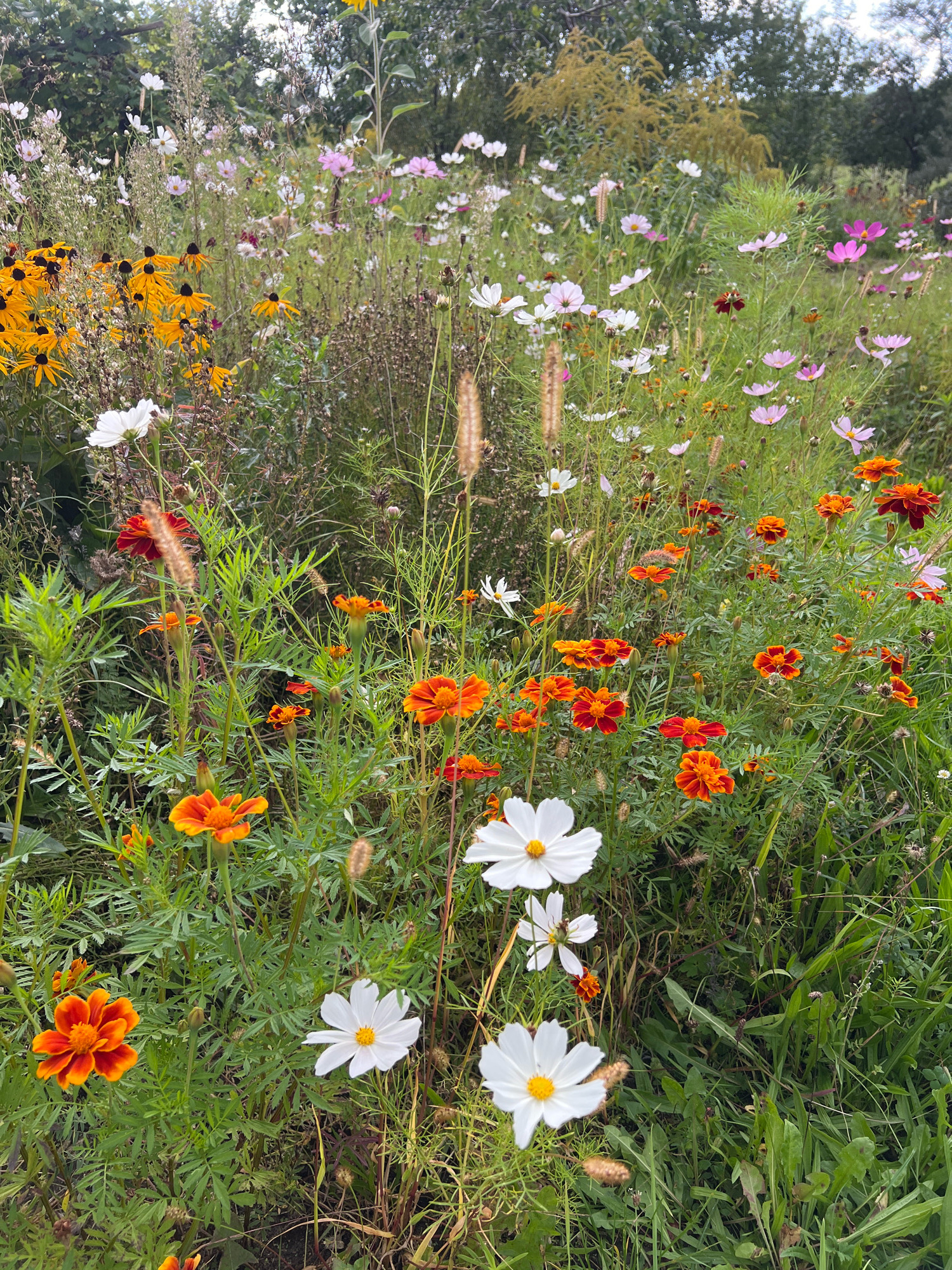 This image depicts a vibrant, overgrown wildflower meadow, likely located in Fasty, Poland, with a dense variety of flowers in bloom. Dominant colors include bright yellow, orange, red, pink, and white from various species, interspersed with lush green foliage and grasses. In the foreground, several large orange and red marigolds are prominent, their petals ruffled and rich in hue. To their left, a cluster of white cosmos flowers with yellow centers stands out. The midground is a tapestry of pink cosmos, smaller orange and red flowers, and dry, wispy seed heads. In the background, more distant flowers and greenery create a softer, blurred effect, leading to a treeline of dark green trees under an overcast sky. The scene is a naturalistic display of late-summer or early-autumn blooming flowers. There are no people or animals visible in the image. The overall impression is one of abundant, untamed nature within a rural or semi-rural setting.